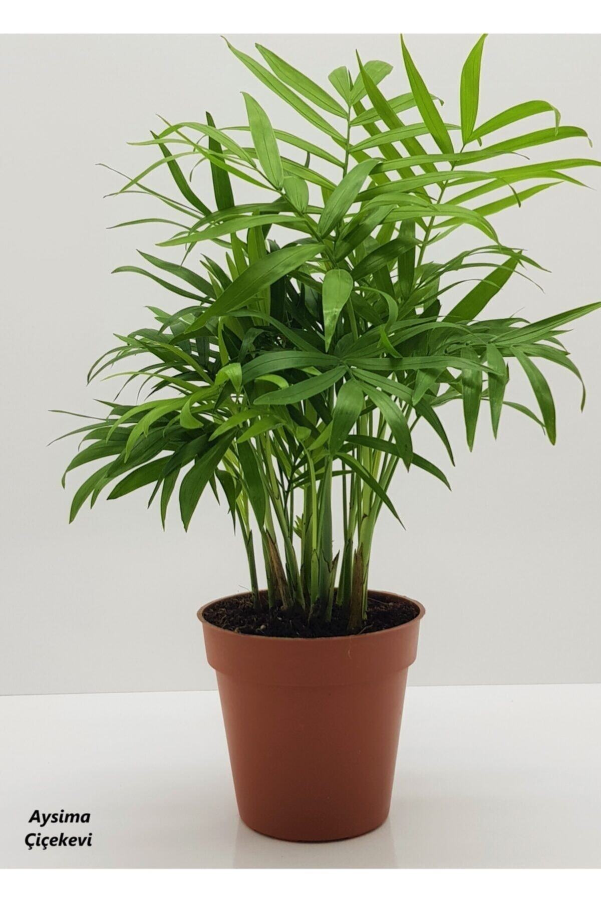 Areka Salon Palmiyesi 35cm 2