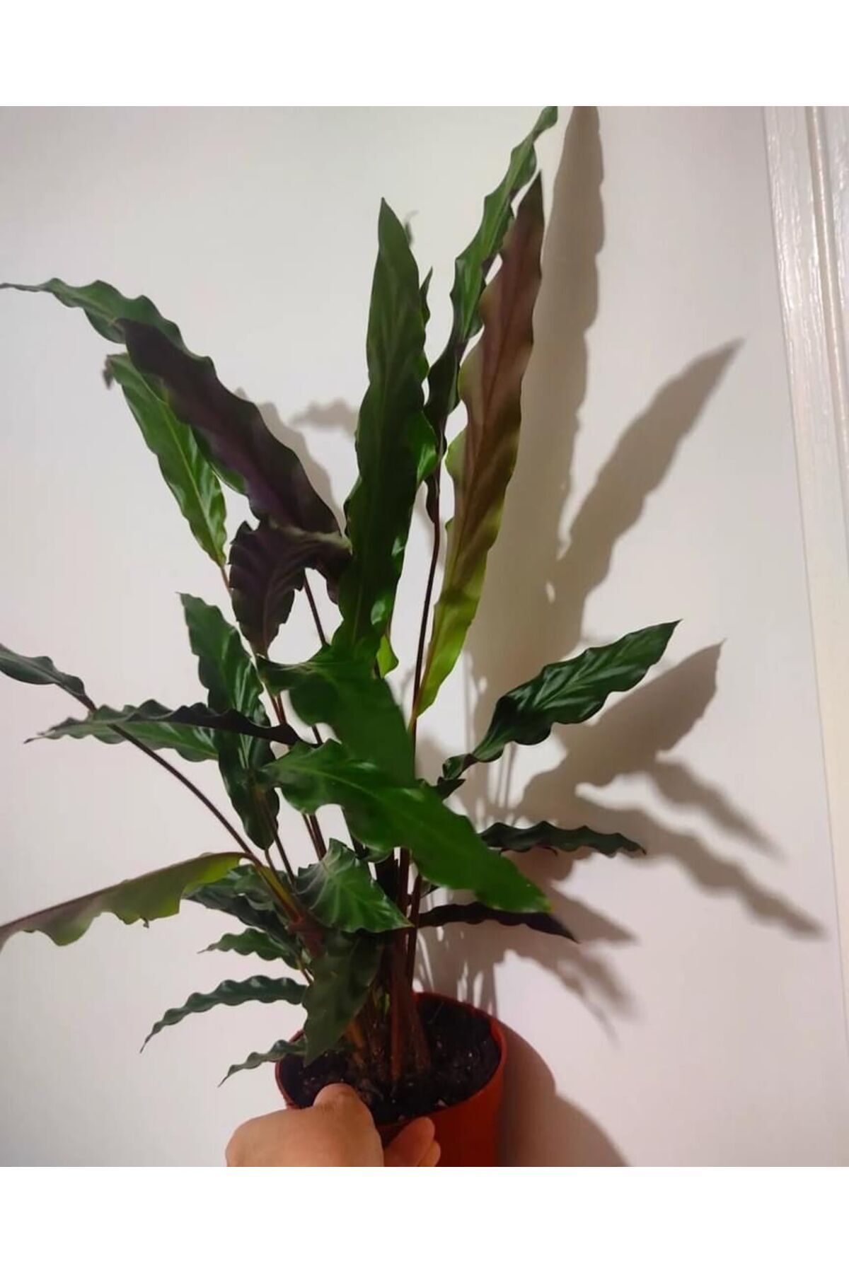 rufibarba-prayer flower seedling (35-45cm) pot dispatch