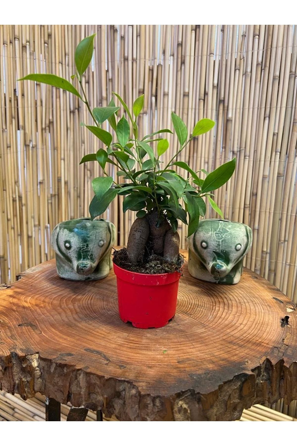 Ficus Gingseng Bonsai Tree Length 20-25 Cm Pot Diameter 9.5 Cm