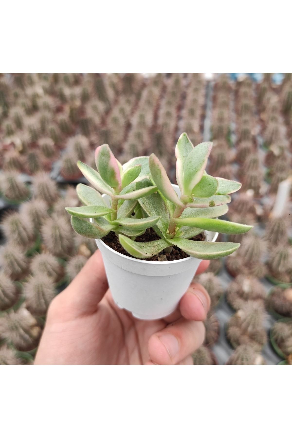 Crassula Dejecta Varieagata Money Maker Sukulent Kaktüs 3