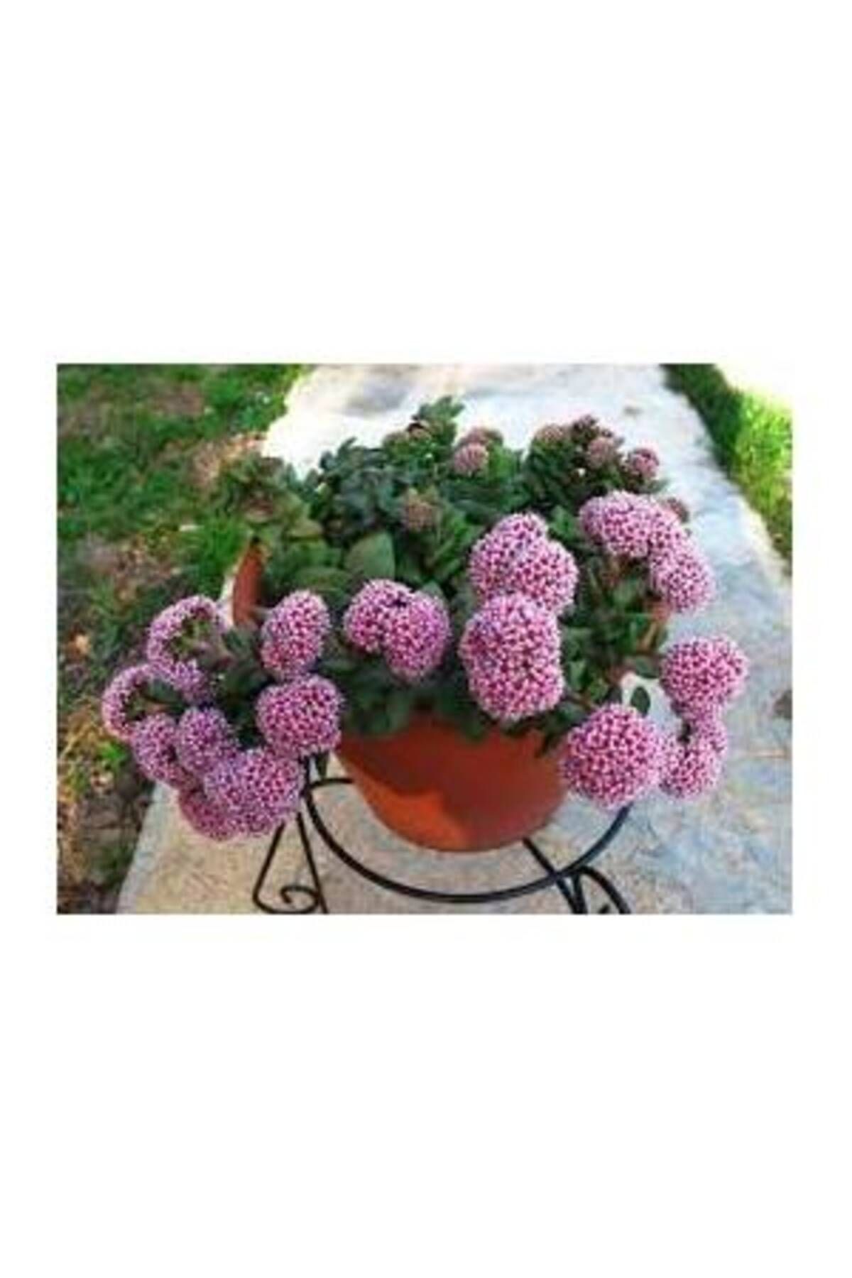 Crassula Spring Time, Springtime Mükemmel Çiçek Açan Sukulent 3