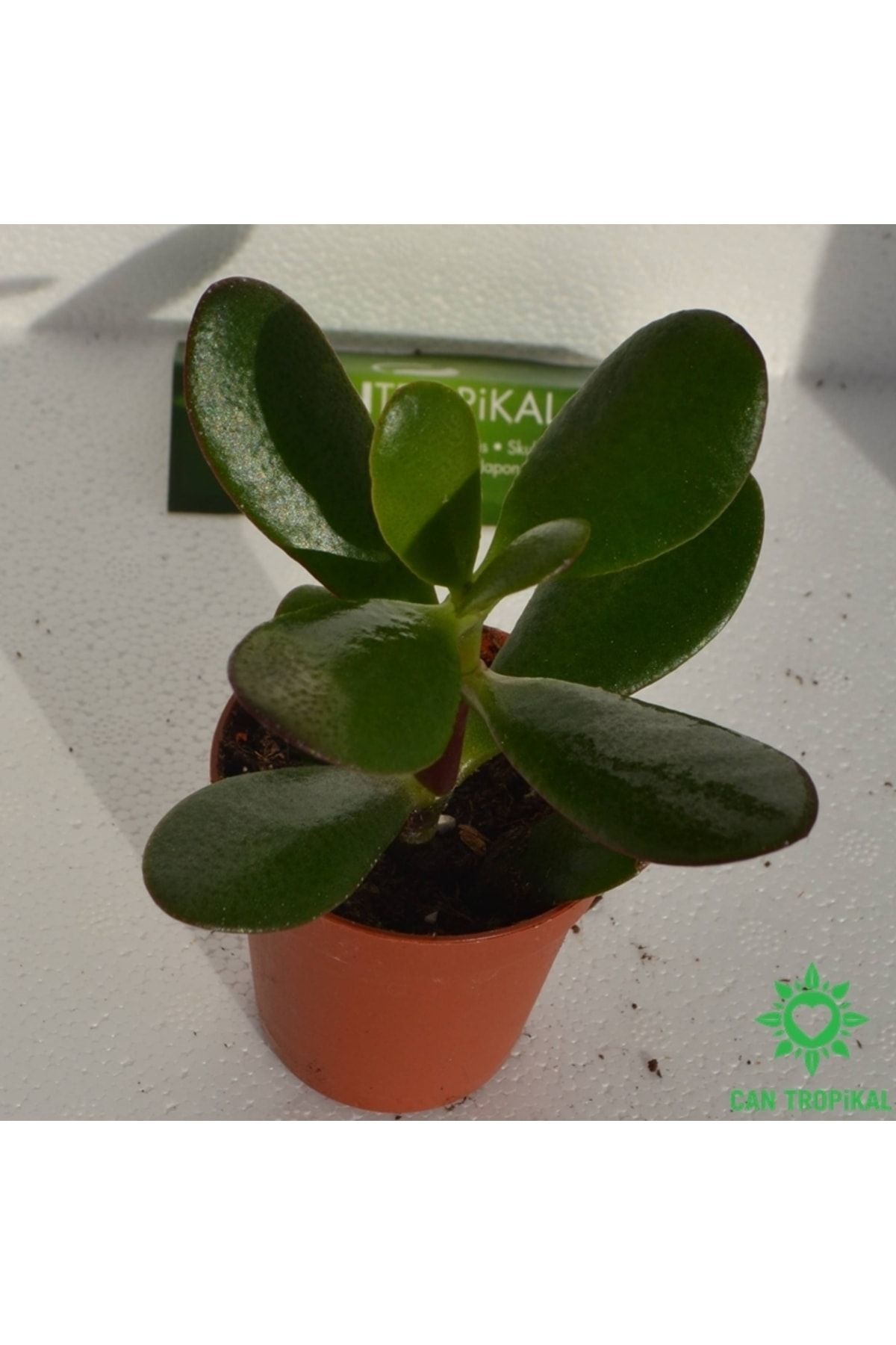 Crassula Ovata Para Ağacı Güneşte Kızarır - Sukulent 6