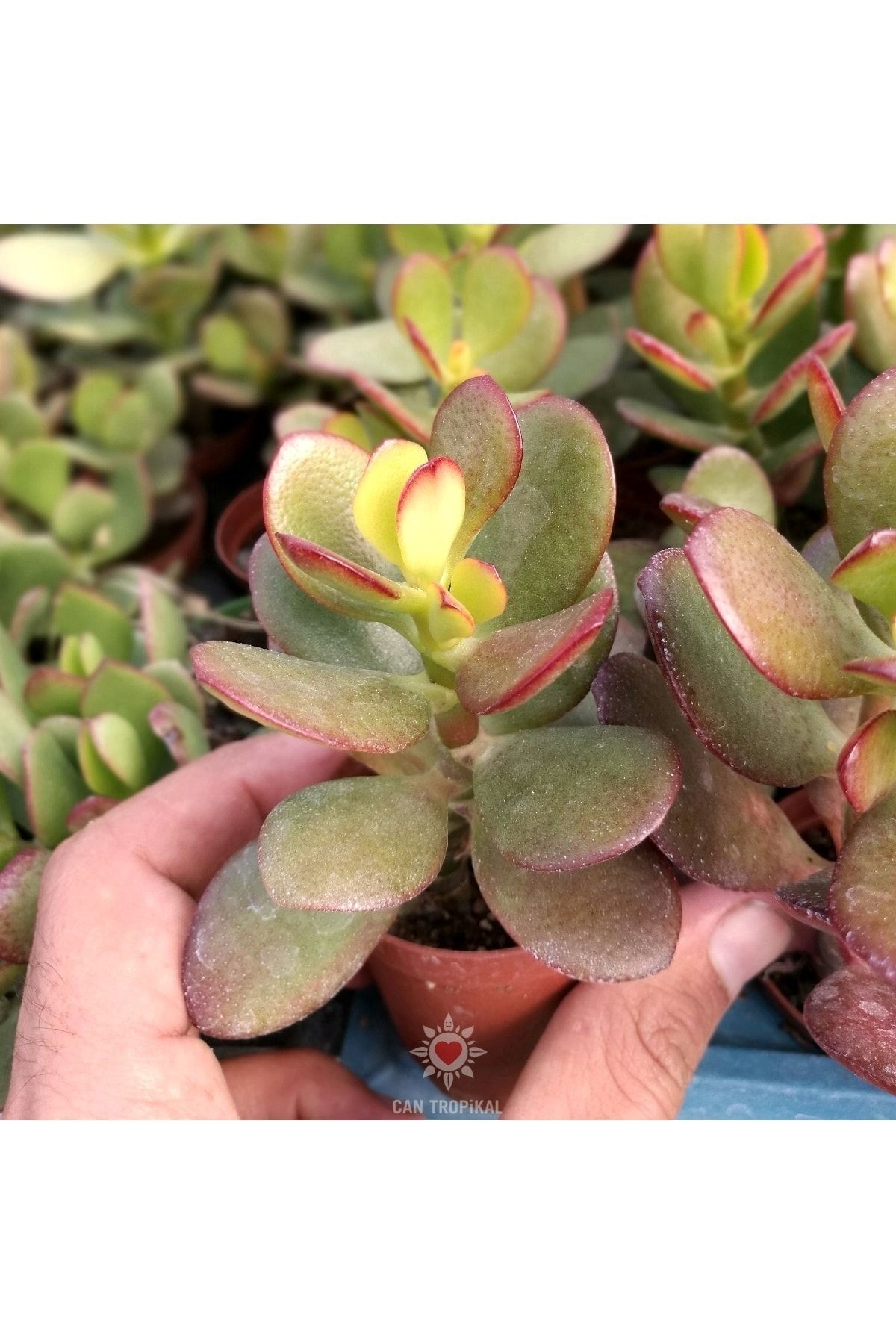 Crassula Ovata Para Ağacı Güneşte Kızarır - Sukulent 3