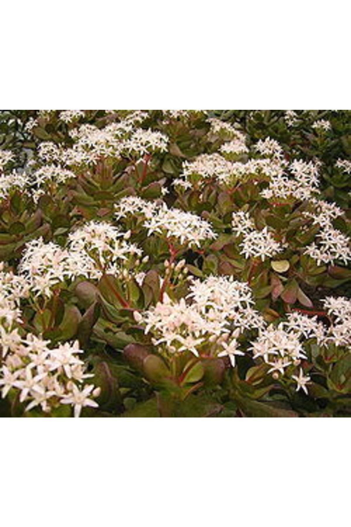 Crassula Ovata Para Ağacı Güneşte Kızarır - Sukulent 5