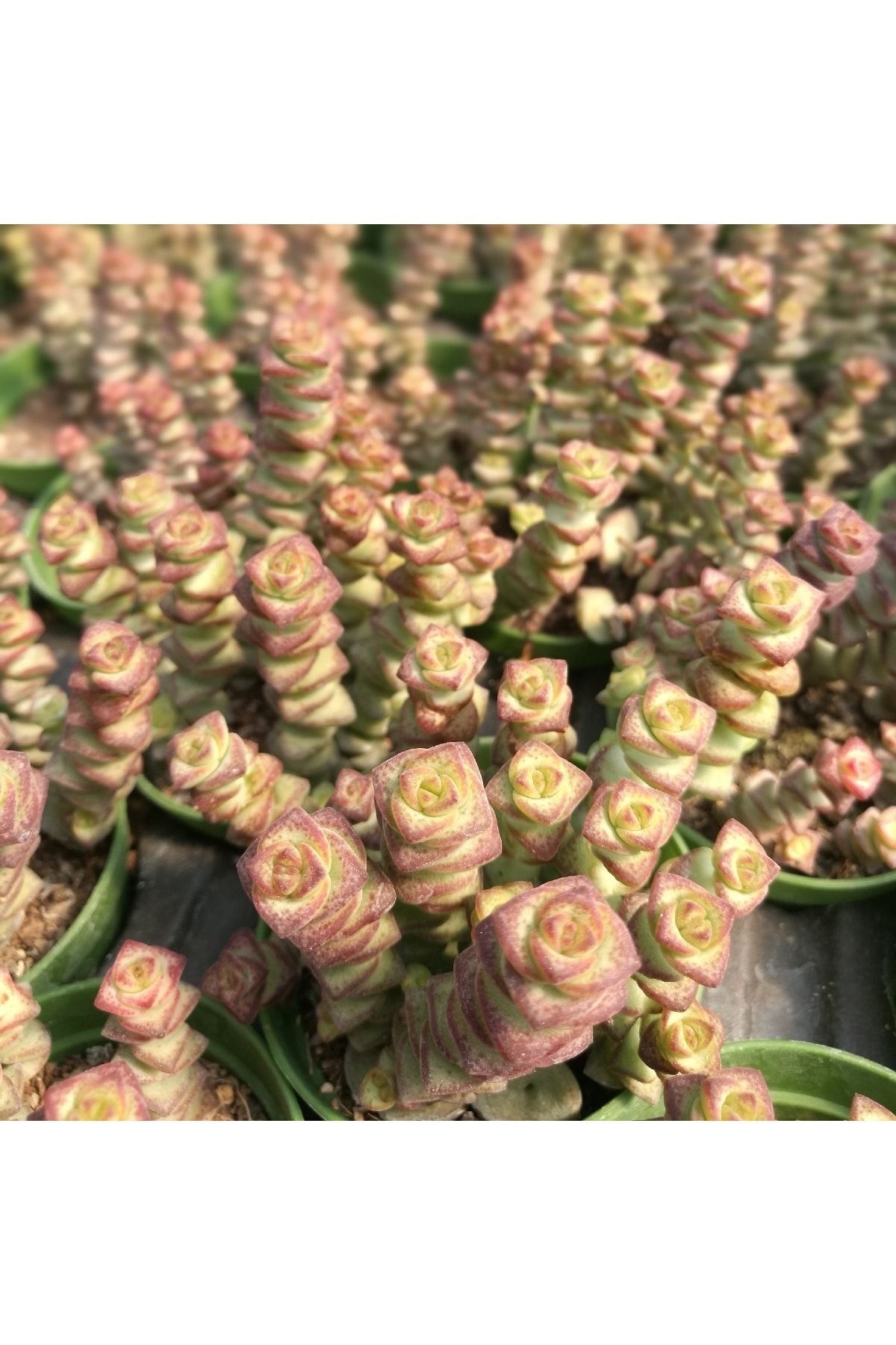 Crassula Marnieriana Worm Plant - Güneş Seven Sarkan Sukulent 2
