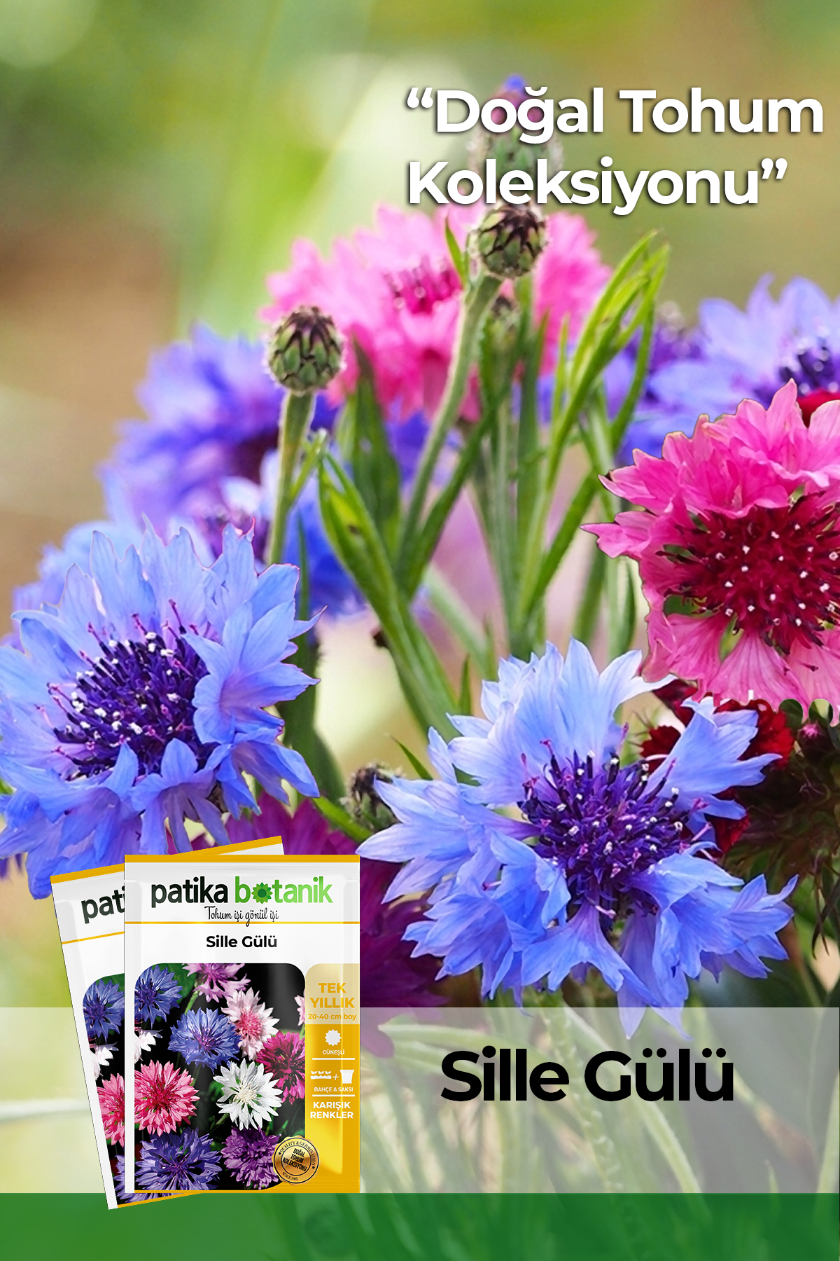 50 Adet Kontur/Sille Gülü/Peygamber Çiçeği Tohumu (Centaurea)