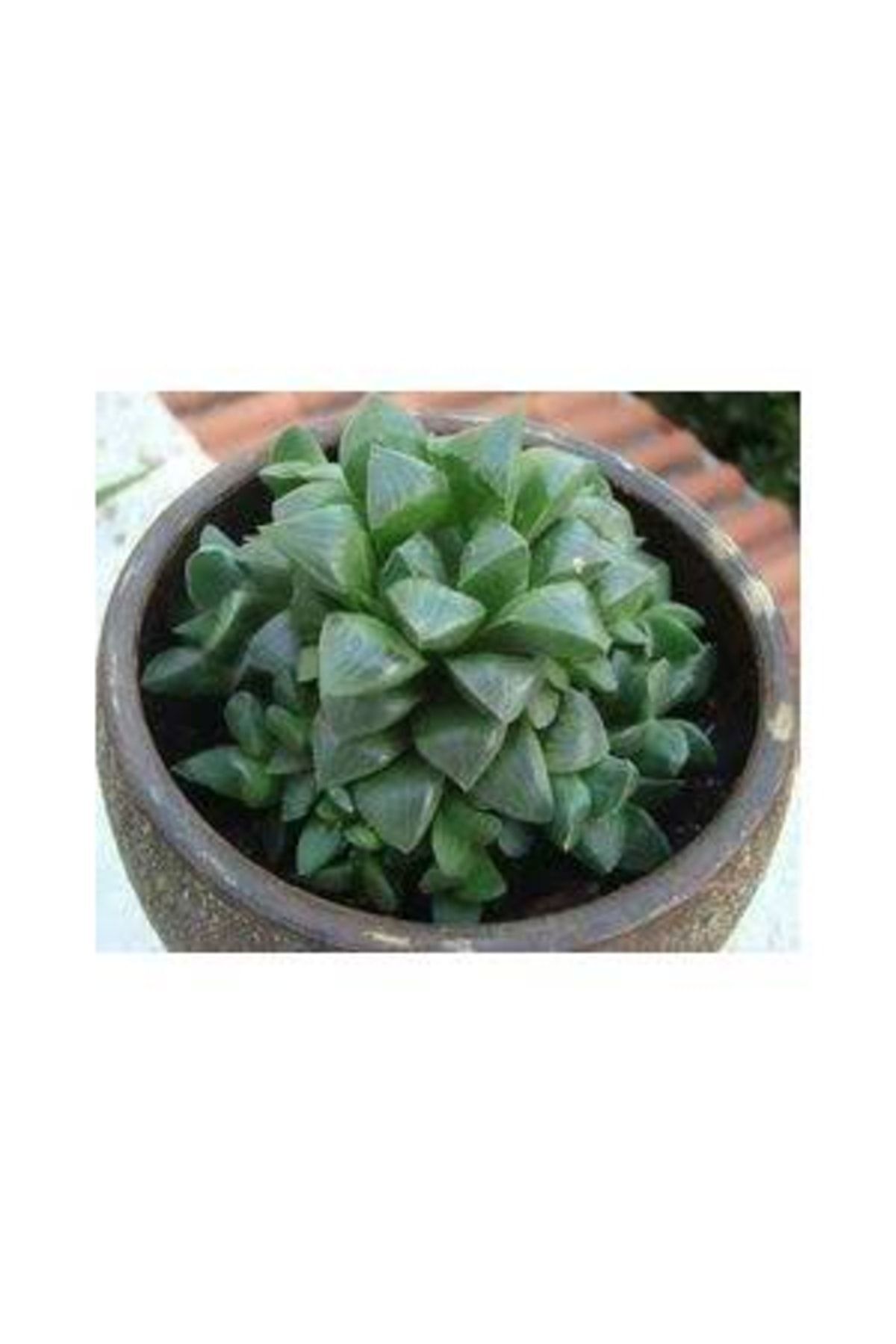 Haworthia Bayeri Retusa Yarı Saydam Yapraklar - Sukulent 4