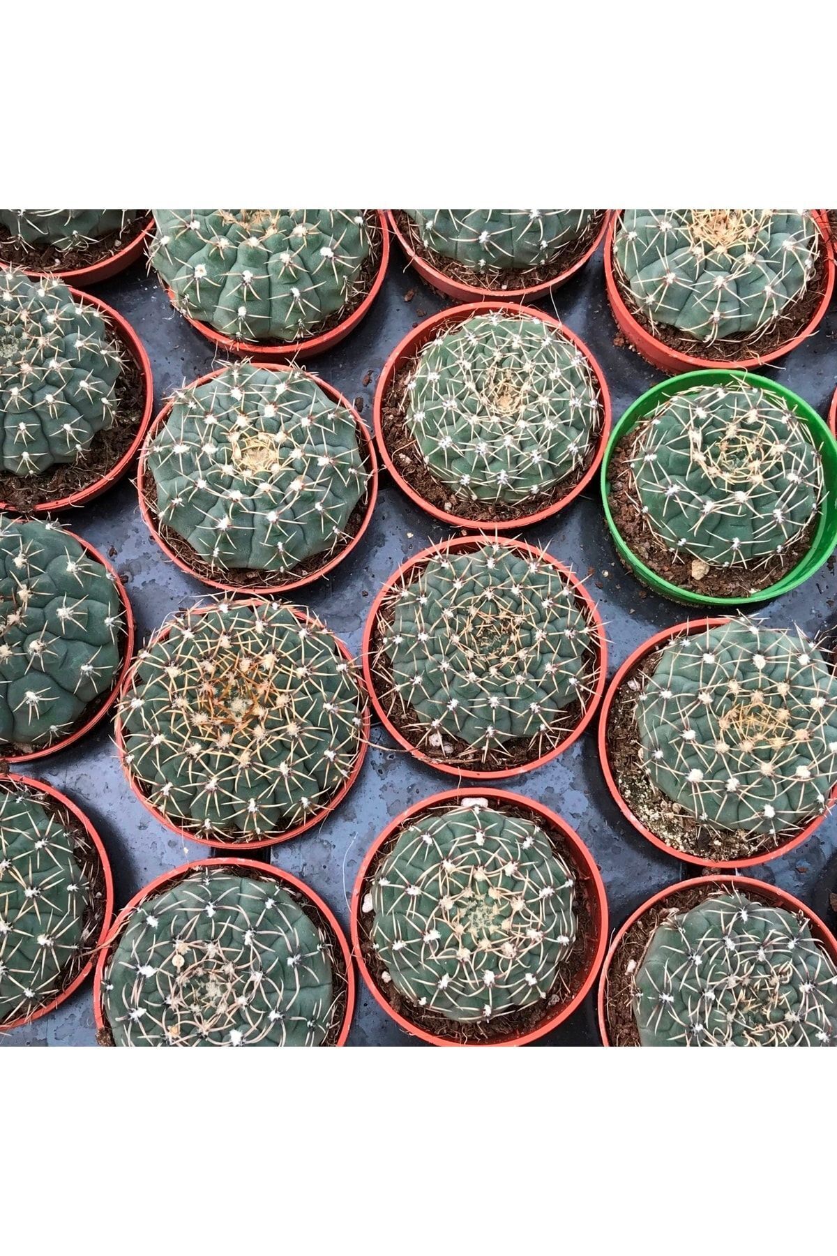 Gymnocalycium Baldianum Renkler Karışık - Kaktüs 3