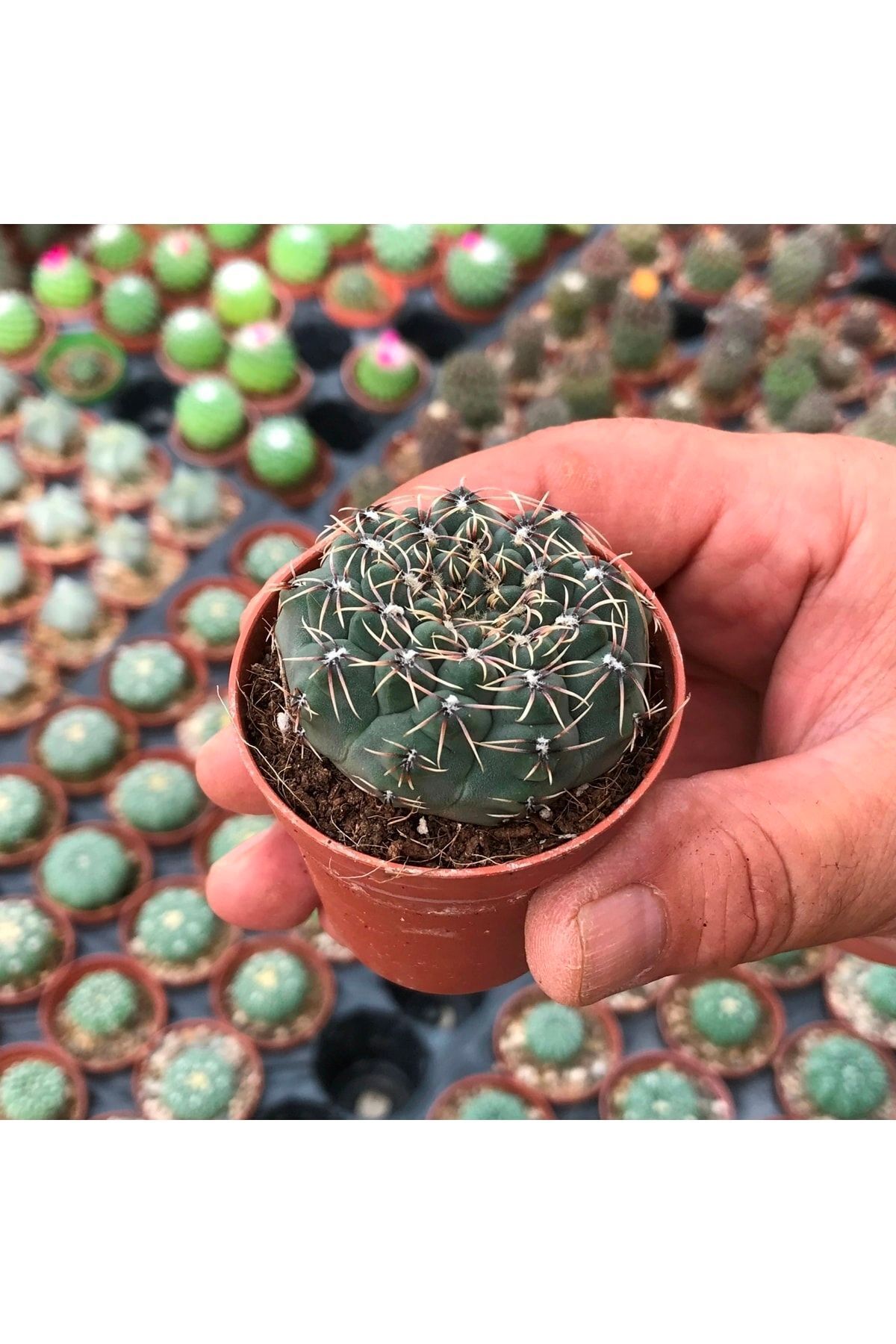 Gymnocalycium Baldianum Renkler Karışık - Kaktüs 2