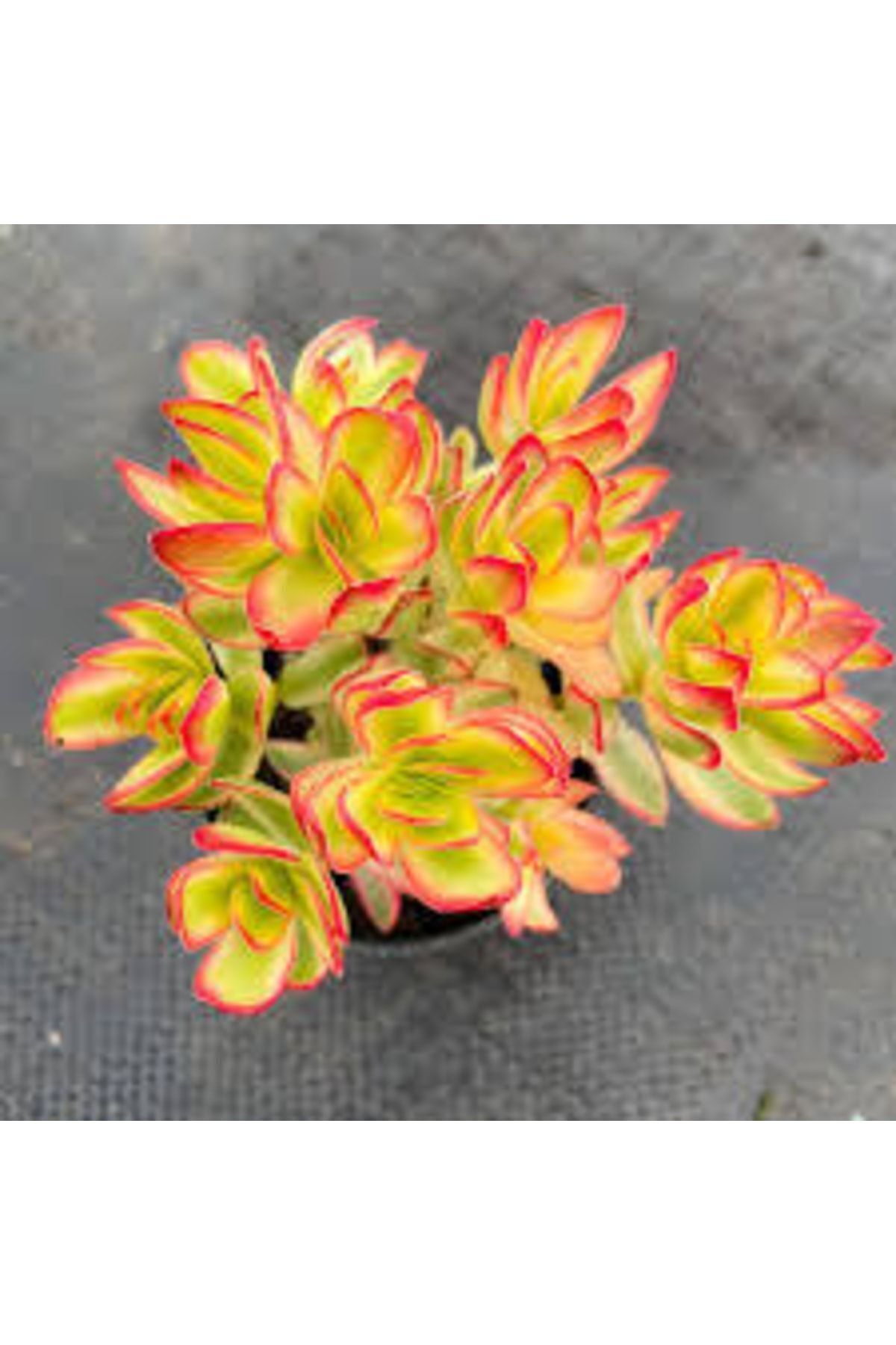 Crassula Dejecta Varieagata Money Maker Sukulent Kaktüs 4