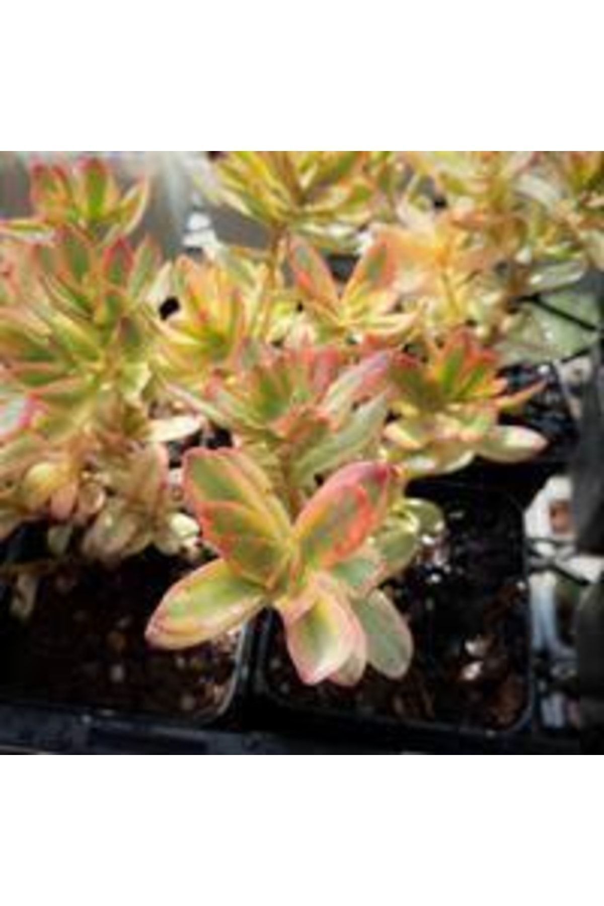 Crassula Dejecta Varieagata Money Maker Sukulent Kaktüs 5