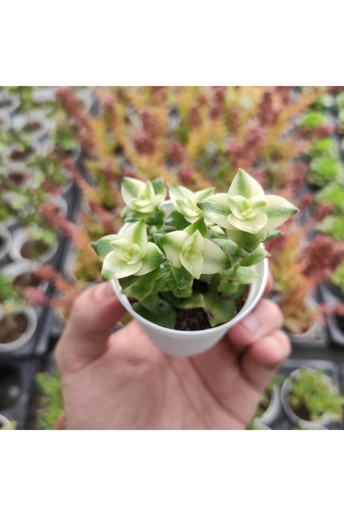 Crassula Perforata Variegata - Parlayan Renkler - Sukulent 3