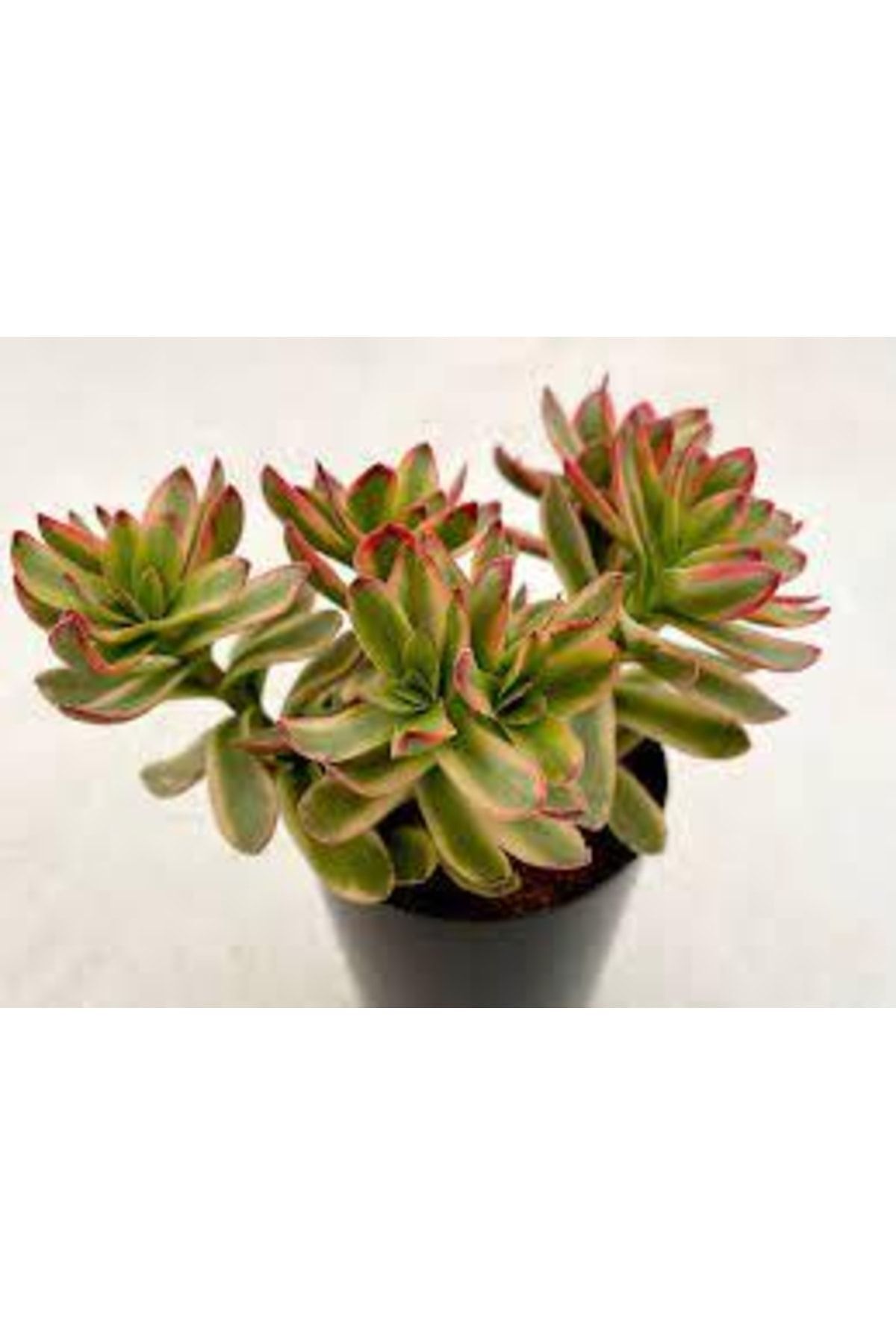 Crassula Dejecta Varieagata Money Maker Sukulent Kaktüs 6