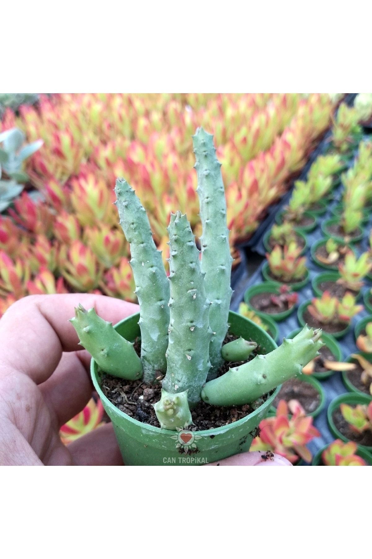 Huernia Schneideriana - Mini, Kırmızı Çiçek Açan - Leş Kaktüs 3