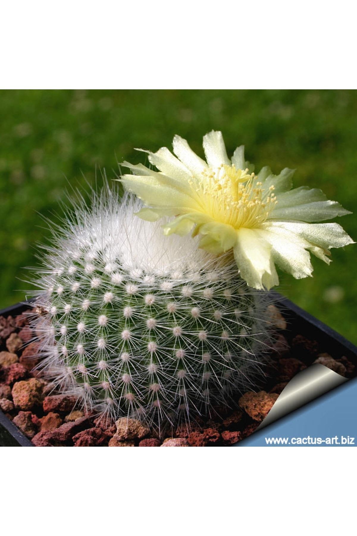 Parodia Scopa Ssp. Rudibuenekeri, Büyük Sarı Çiçek Açan Kaktüs 2