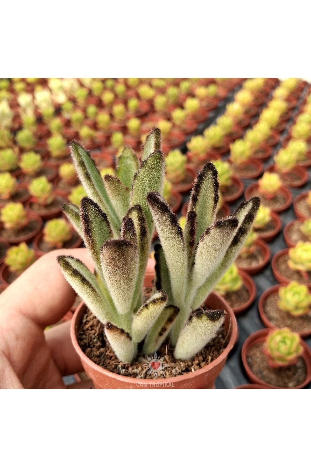 Kalanchoe Nigra Chocolate Soldier 3'lü, Çikolata Rujlu Sukulent 3
