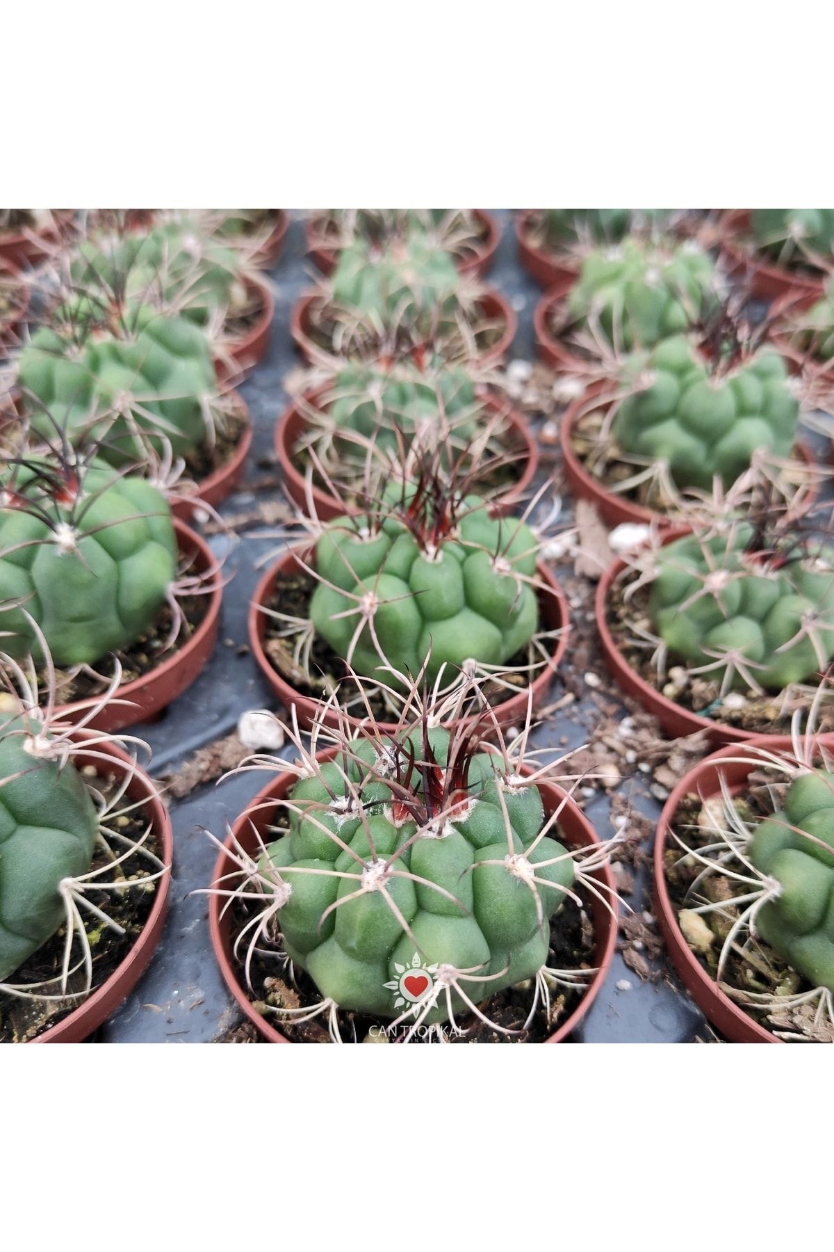 Gymnocalycium Saglionis Beyaz Çiçek Açan 5.5 cm Saksıda Kaktüs 5