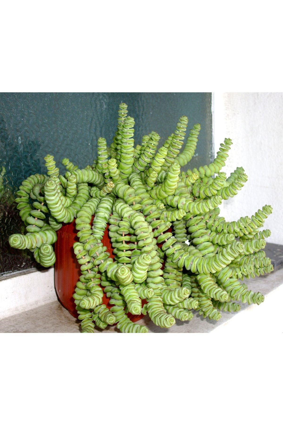 Crassula Marnieriana Worm Plant - Güneş Seven Sarkan Sukulent 3