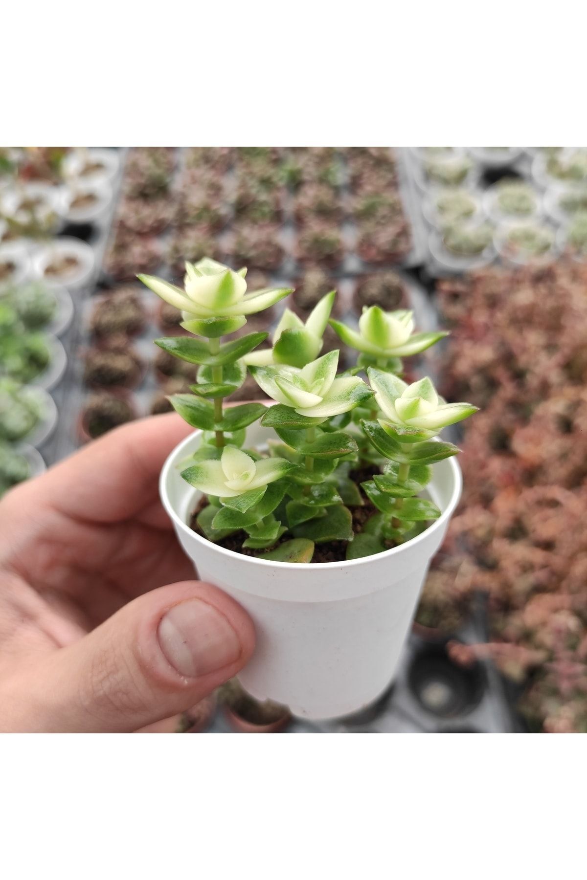 Crassula Perforata Variegata - Parlayan Renkler - Sukulent 2