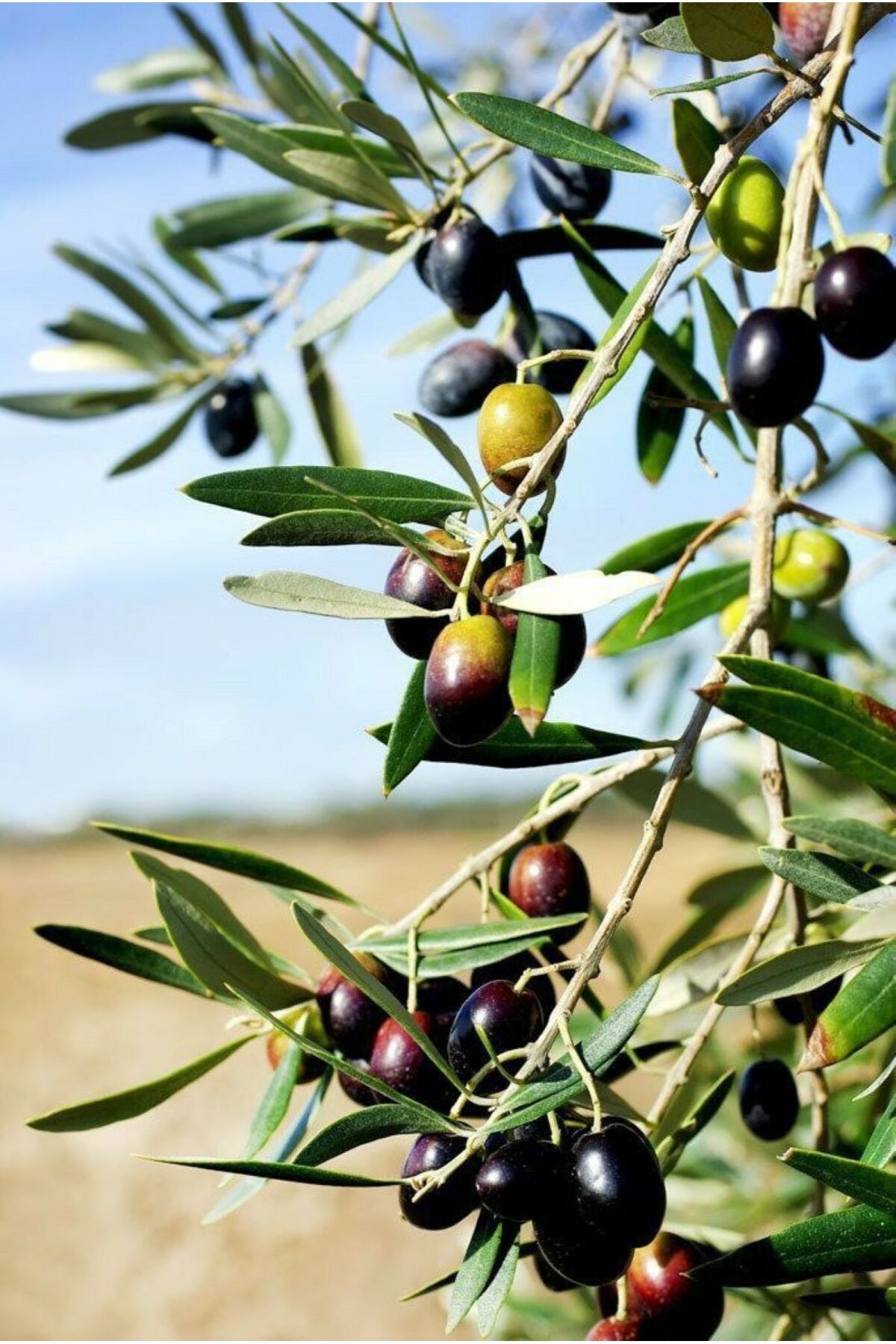 "bahçenizin Güzelliği: Zeytin Fidanlarıyla Doğal Ve Etkileyici Bir Peyzaj Oluşturun!"2 Yaşında 6