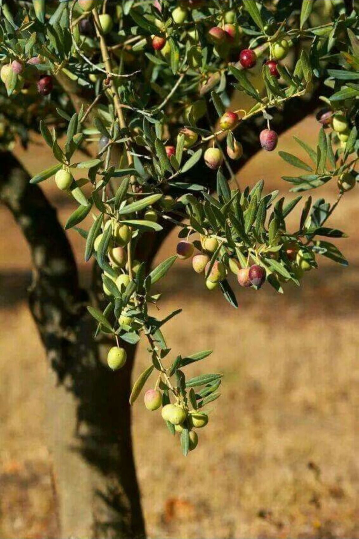 "bahçenizin Güzelliği: Zeytin Fidanlarıyla Doğal Ve Etkileyici Bir Peyzaj Oluşturun!"2 Yaşında 7