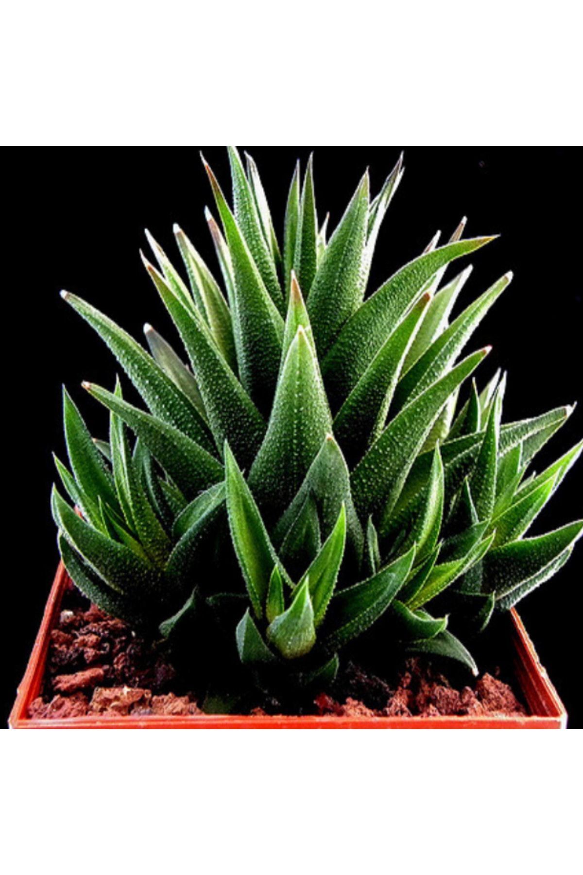Haworthia Rigida Var., Yıldızlı Ev Ofis Banyo Bitkisi Sukulent 2