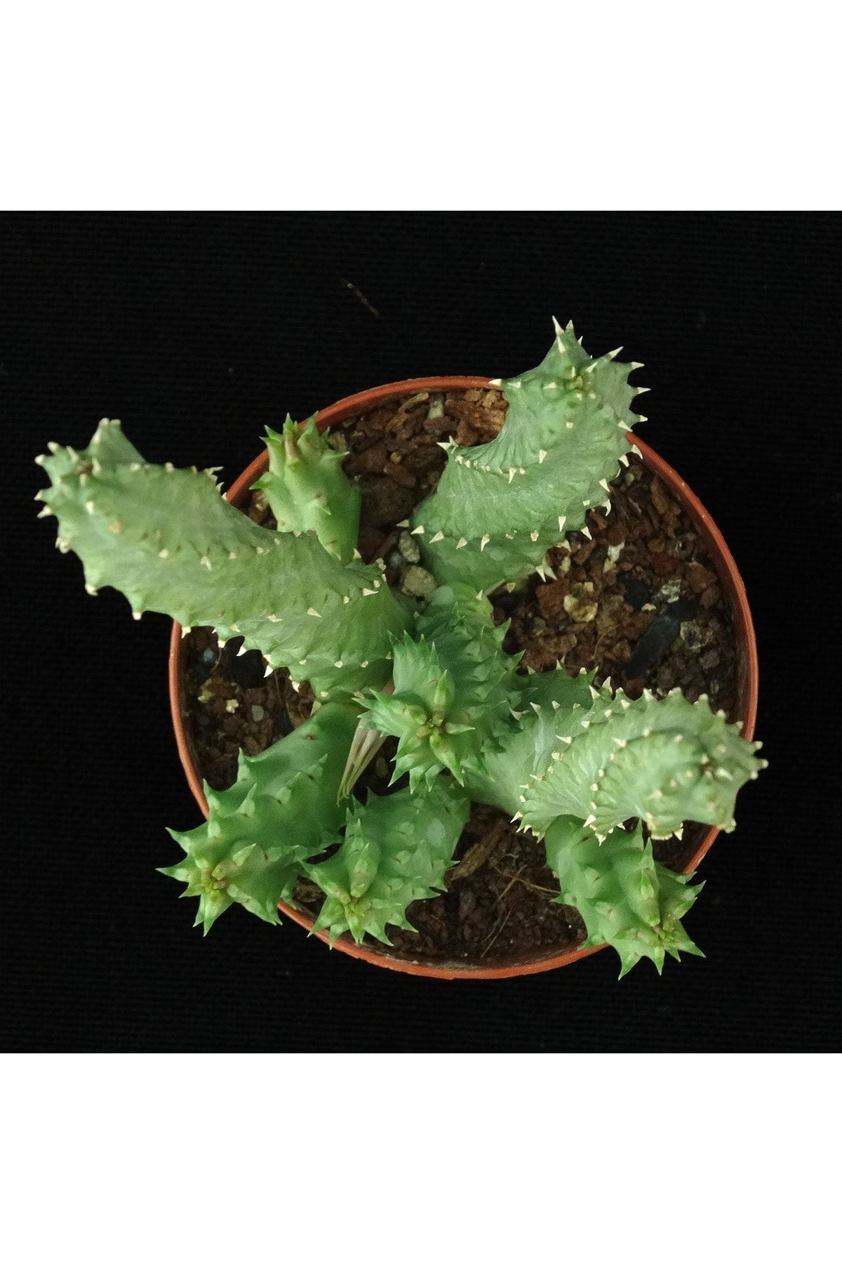 Huernia Angolensis - Çiçek Açan Sukulent - Leş Kaktüs 3