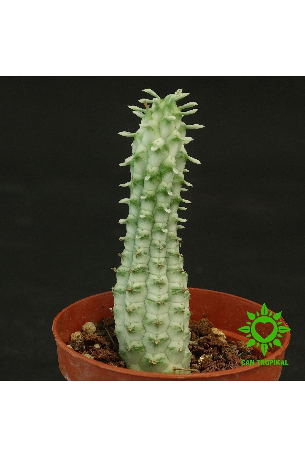 Euphorbia Mammillaris Variegata Sukulent Nadir Kaktüs 5