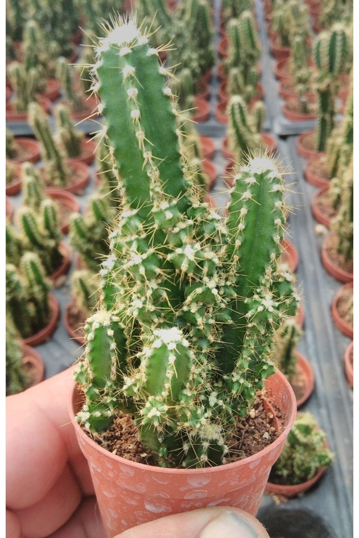 Cereus Peruvianus - Peri Kalesi - Kaktüs 2