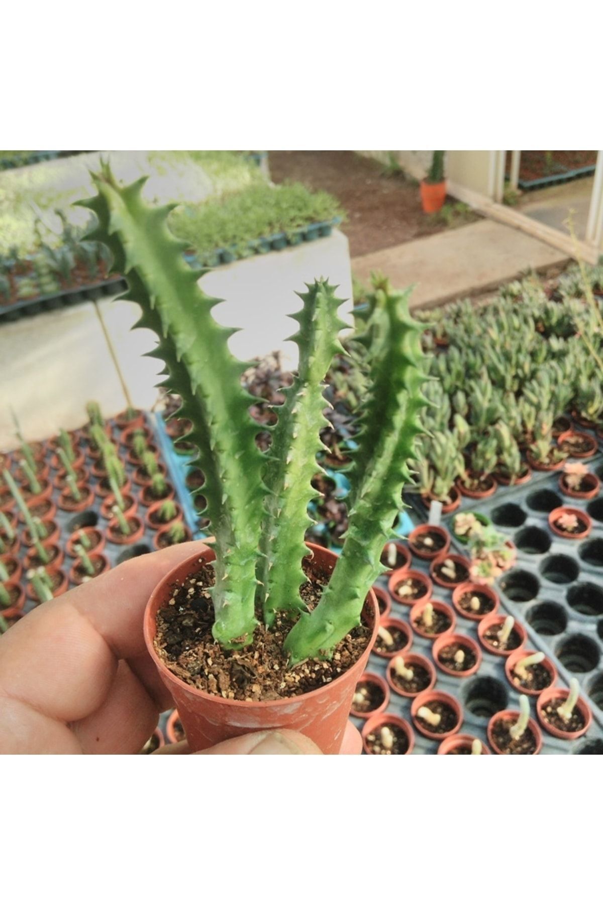 Huernia Zebrina Hybrid Leş Kaktüs 3