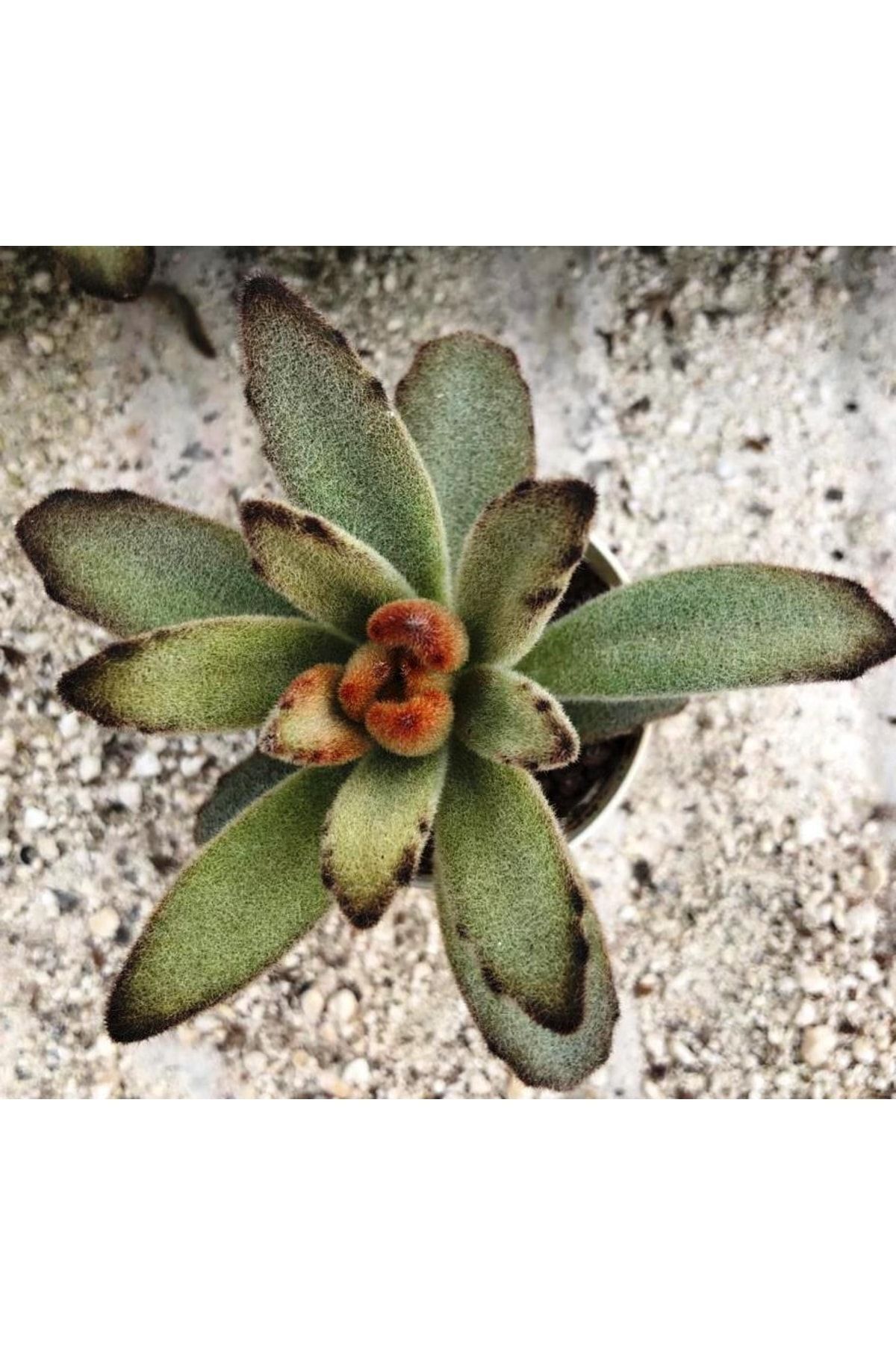 Kalanchoe Tomentosa Nigra Uçuk Çukulata Renginde Yapkaklar Sukulent 3