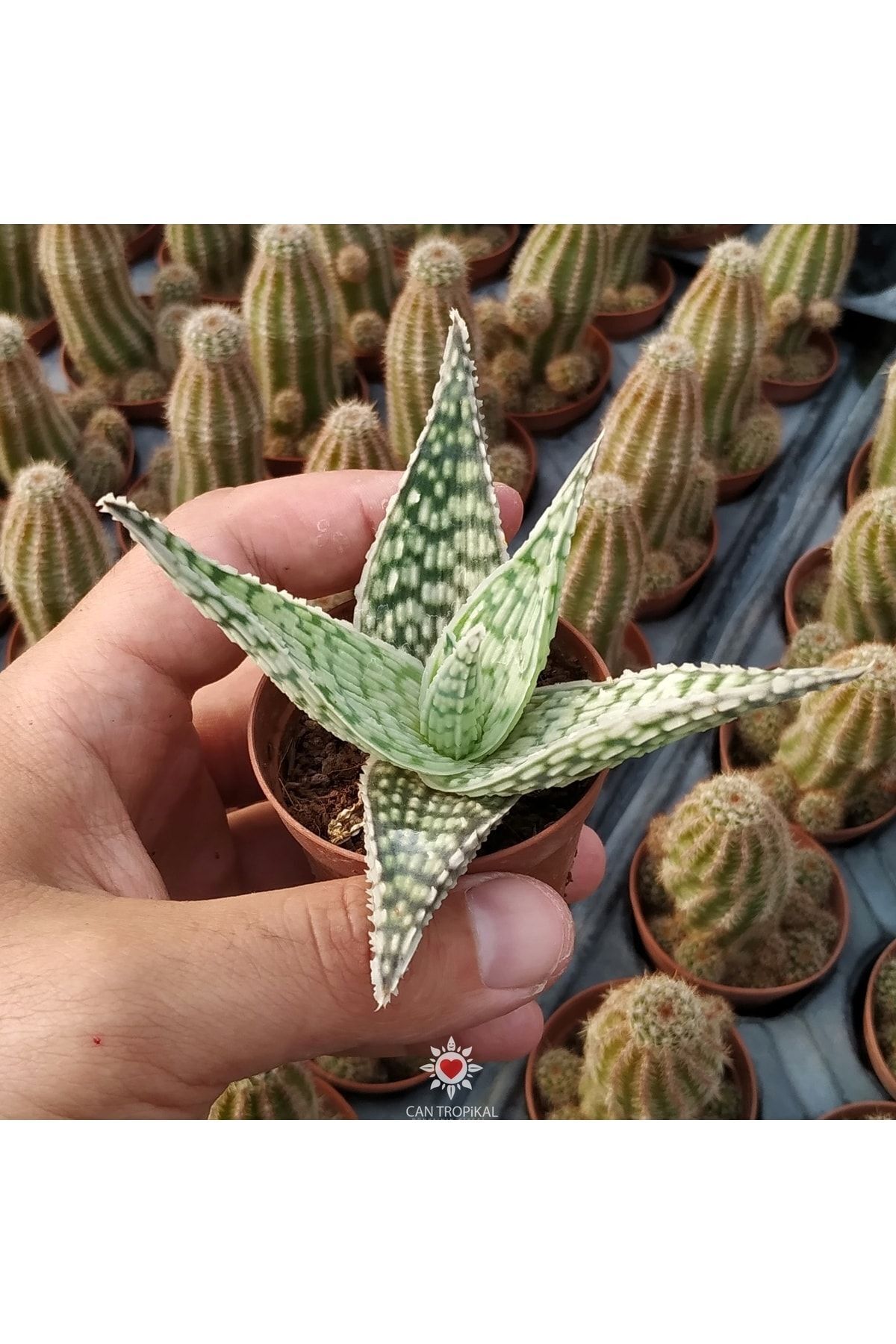Aloe Hybrid Rare Çok Nadir Kaktüs Sukulent 3