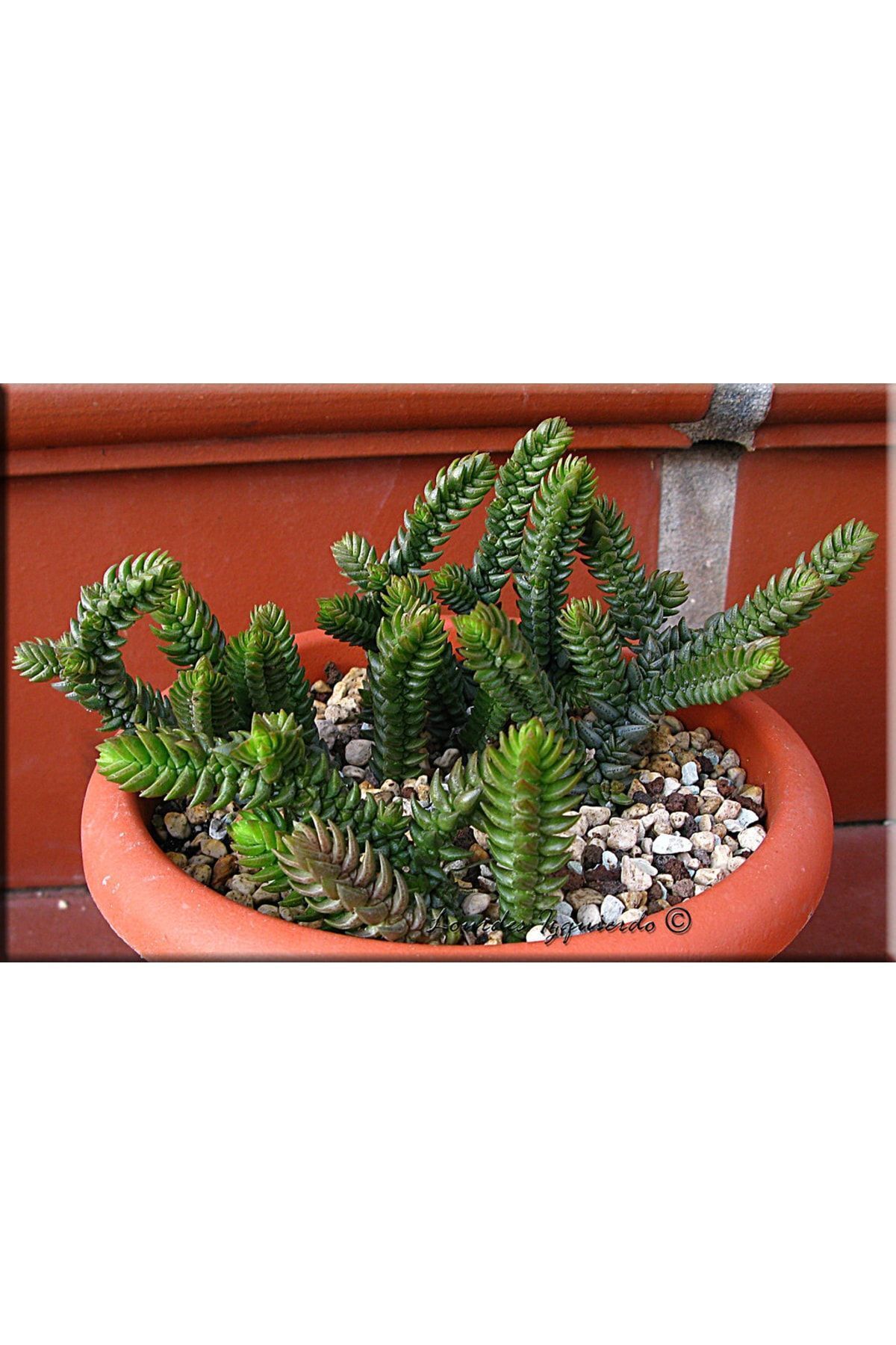 Crassula Lycopodioides Purpusii Pyramidalis Buddha Sukulent 5