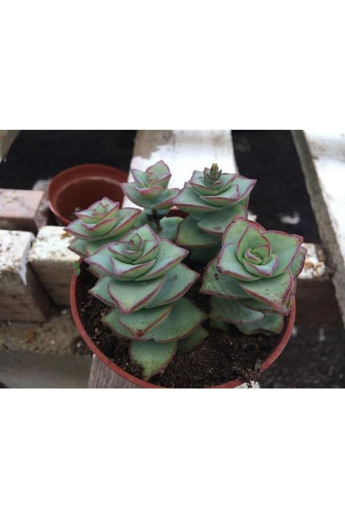 Crassula Perforata - Çilli, Güneşte Kızarır - Sukulent 5
