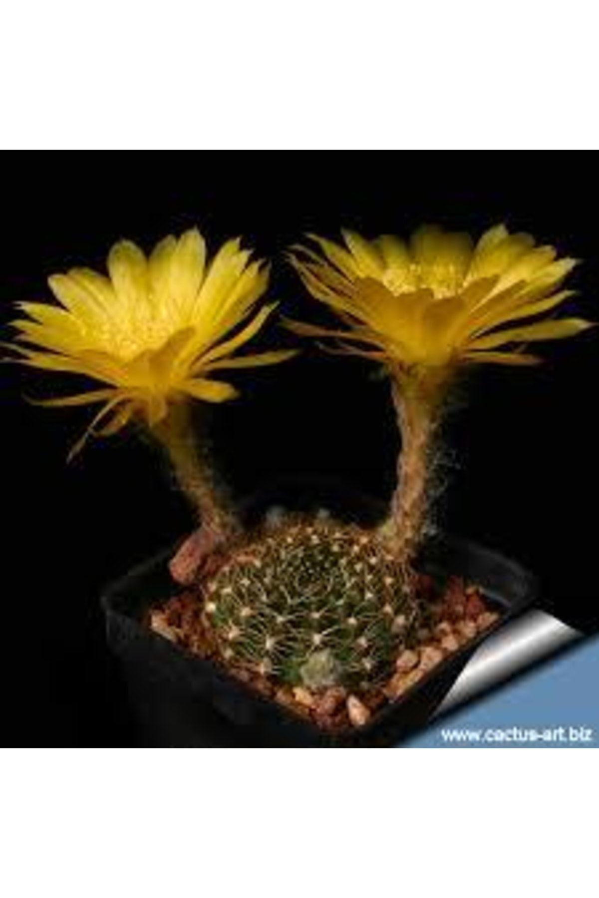 Lobivia Arachnacantha - Sarı Renk Çiçek Açar - Kaktüs 3