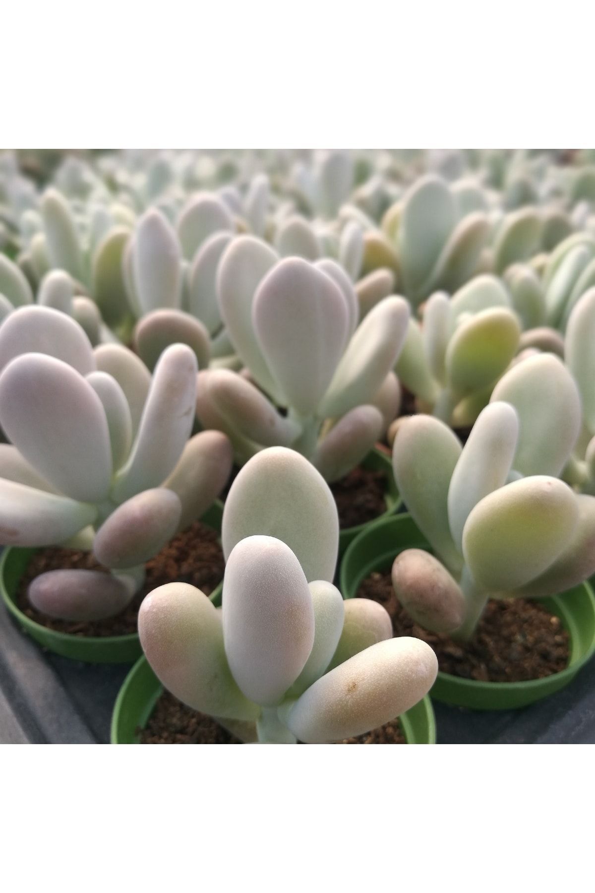 Pachyphytum Oviferum, Ay Taşı Moon Stone Tombik Yapraklı Sukulent 3