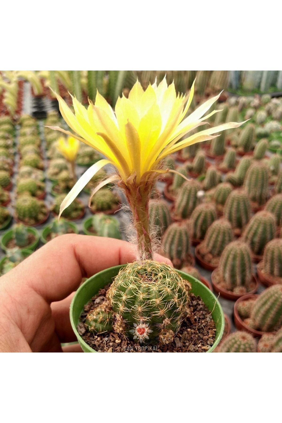 Lobivia Arachnacantha - Sarı Renk Çiçek Açar - Kaktüs 2