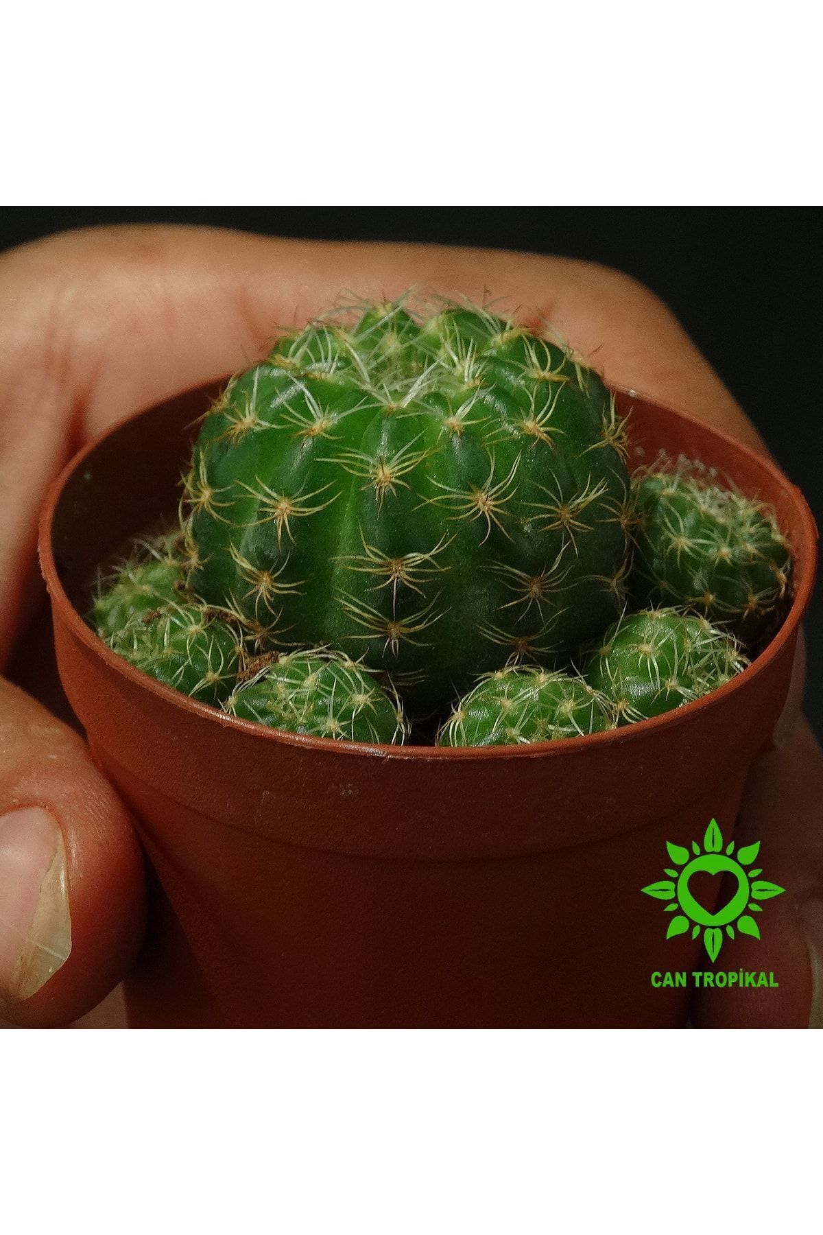 Lobivia Arachnacantha - Sarı Renk Çiçek Açar - Kaktüs 4