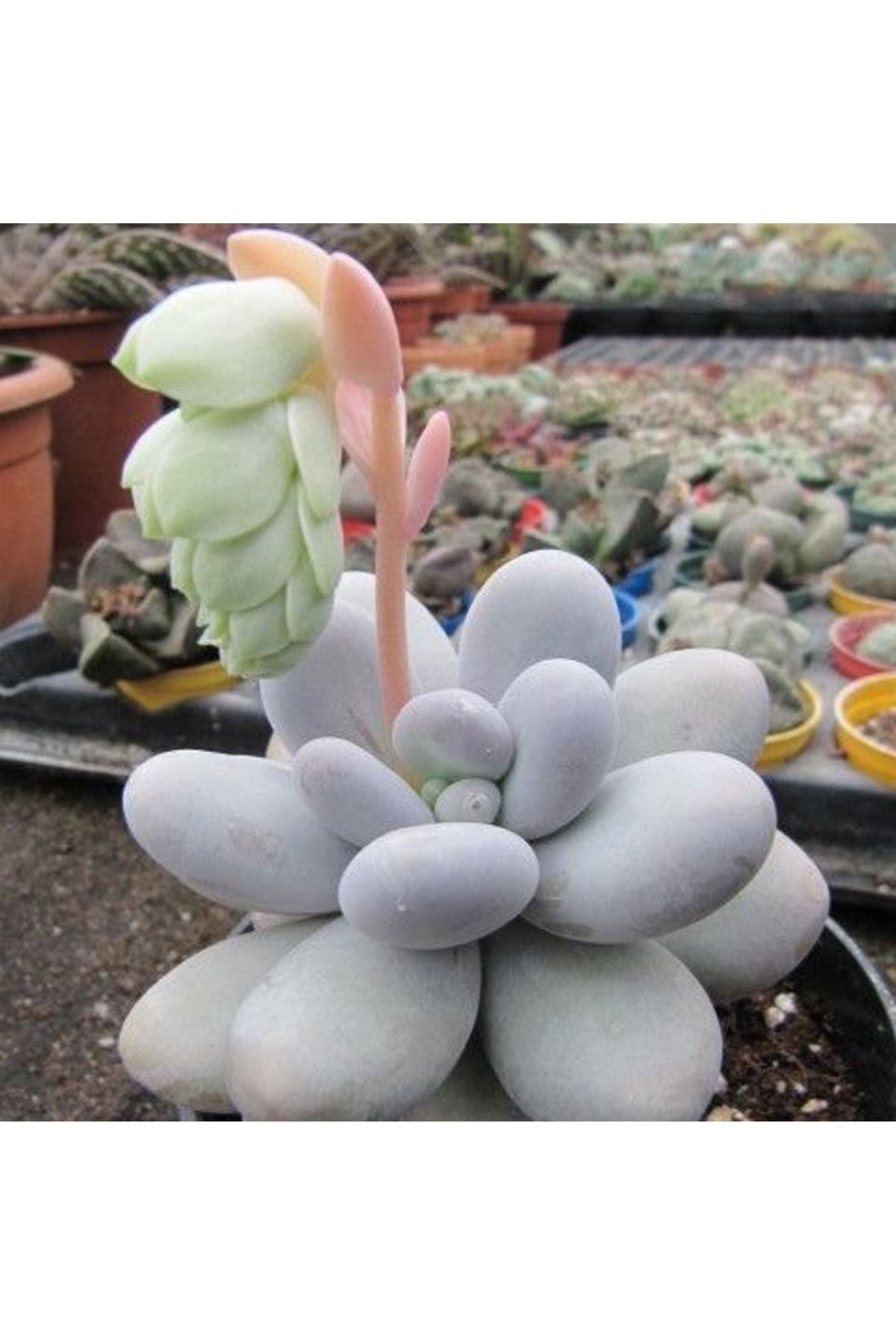 Pachyphytum Oviferum, Ay Taşı Moon Stone Tombik Yapraklı Sukulent 5