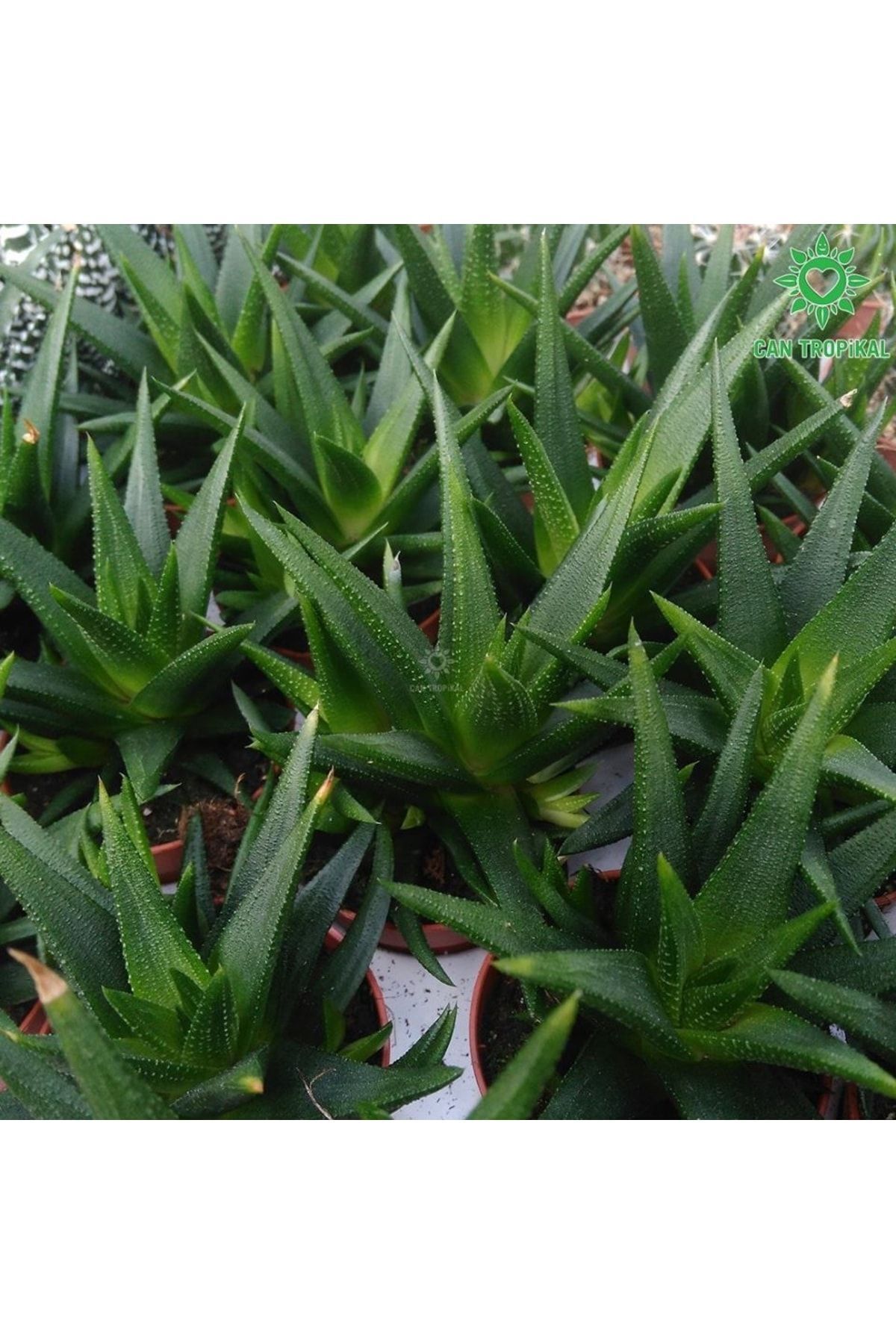 Haworthia Rigida Var., Yıldızlı Ev Ofis Banyo Bitkisi Sukulent 3