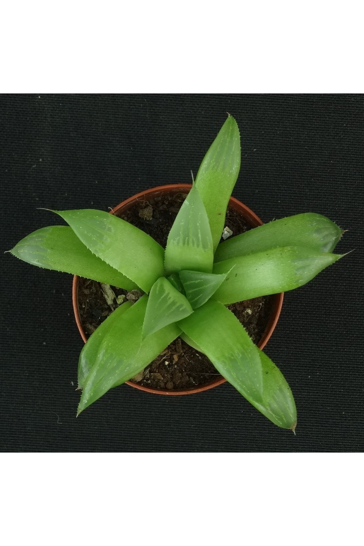 Haworthia X - Sukulent 2