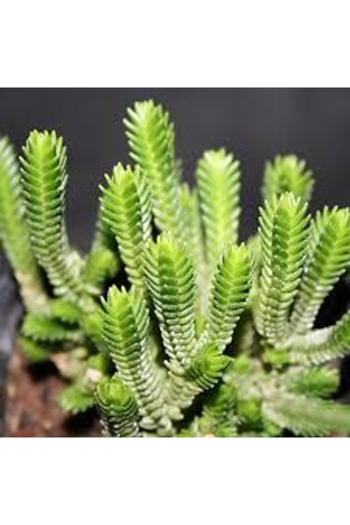 Crassula Lycopodioides Purpusii Pyramidalis Buddha Sukulent 7