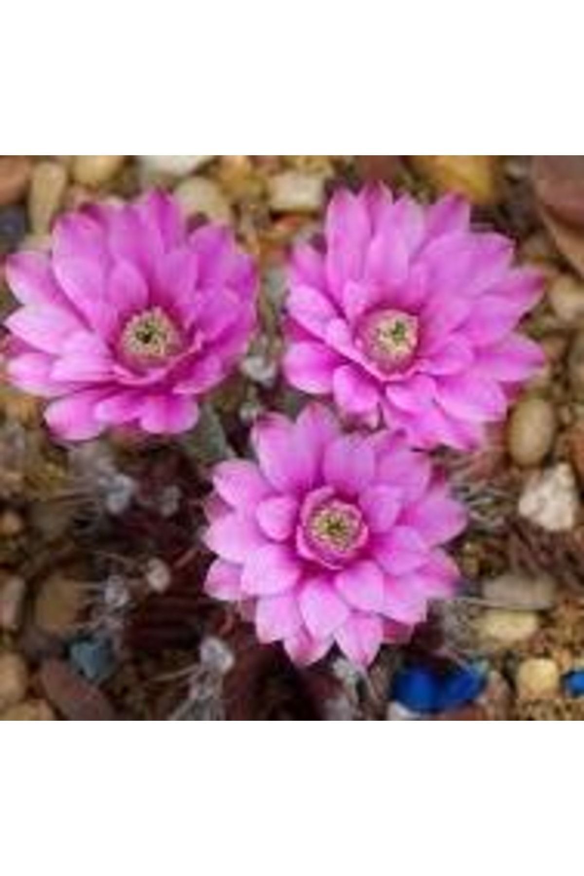 Gymnocalycium Mihanovichii - Yeşil Renk - Kaktüs 8