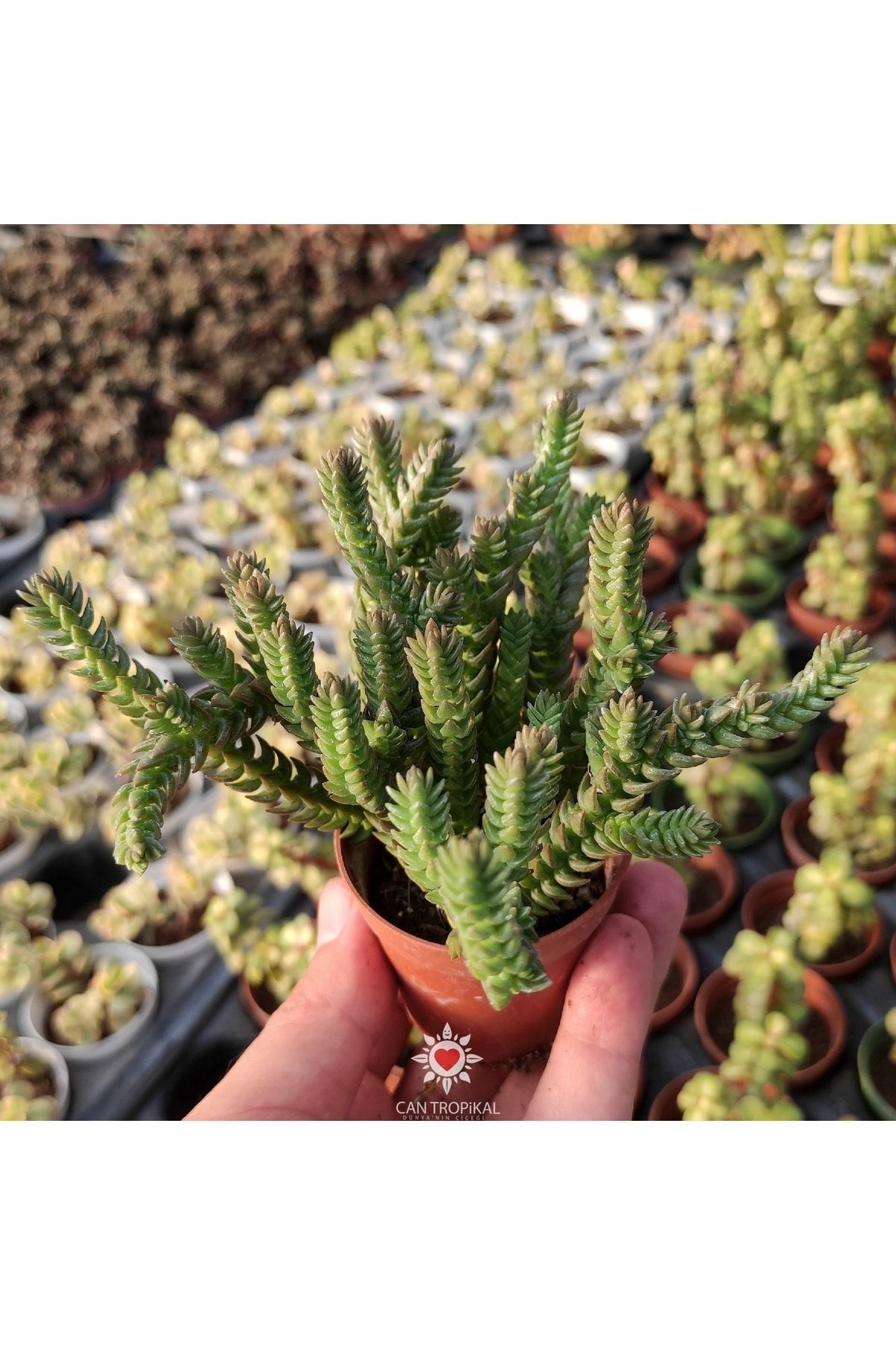 Crassula Lycopodioides Purpusii Pyramidalis Buddha Sukulent 2