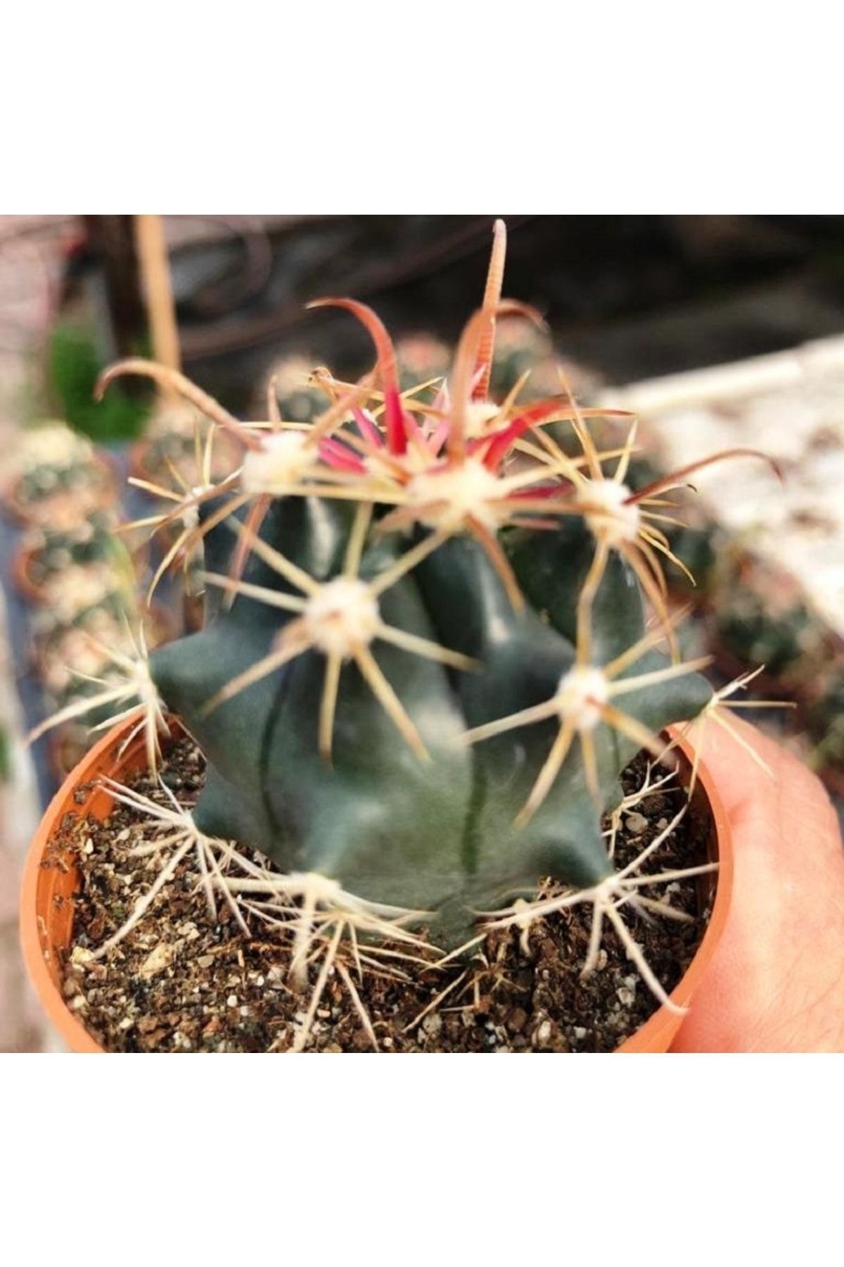 Ferocactus Recurvus V. Greenwoodii - Muhteşem Dikenler - Kaktüs