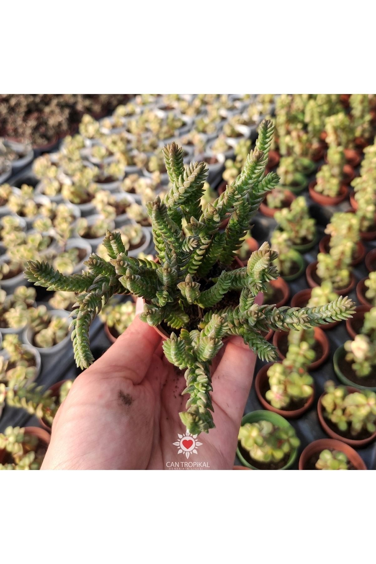 Crassula Lycopodioides Purpusii Pyramidalis Buddha Sukulent 3
