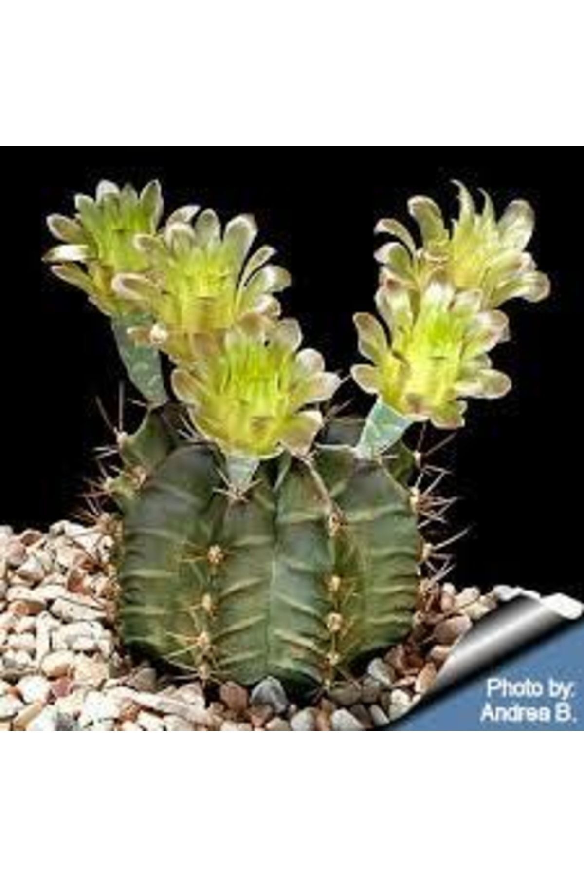 Gymnocalycium Mihanovichii - Yeşil Renk - Kaktüs 5