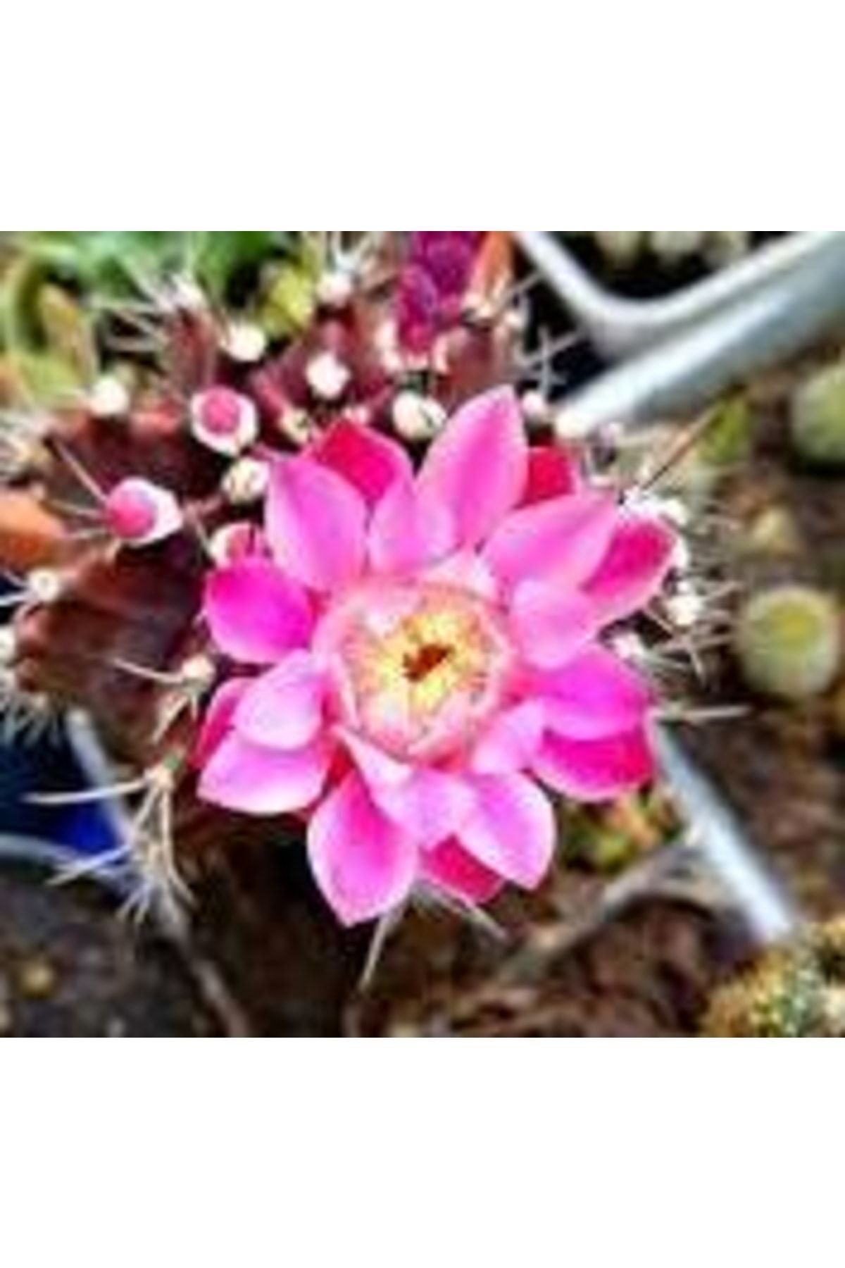 Gymnocalycium Mihanovichii - Yeşil Renk - Kaktüs 6