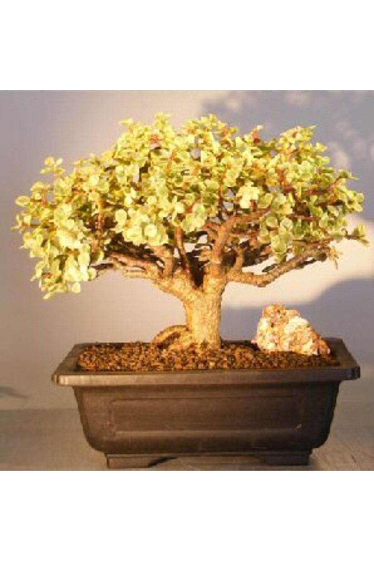 Crassula Mediopicta Bicolor Bonsai Sanatına Uygun Renkli Sukulent 5