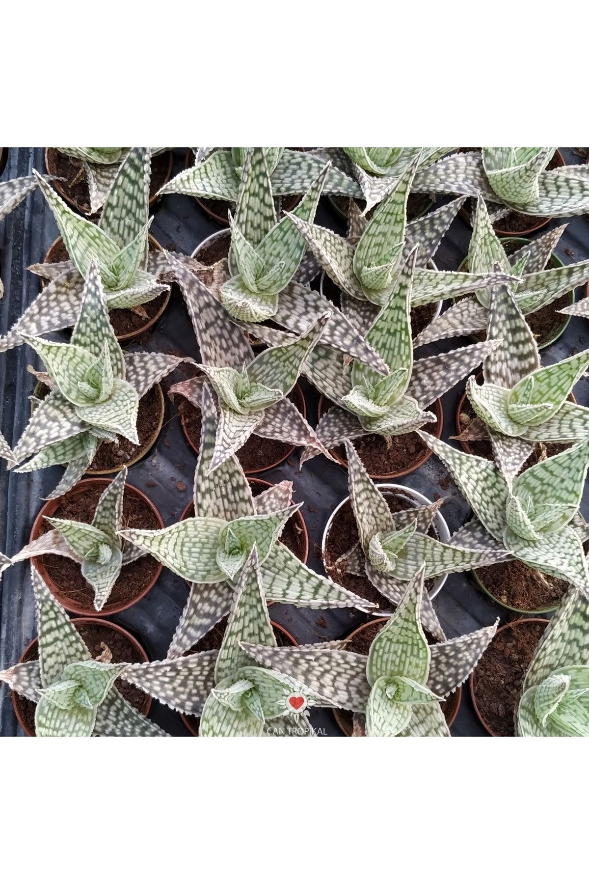 Aloe Hybrid Rare Çok Nadir Kaktüs Sukulent 4